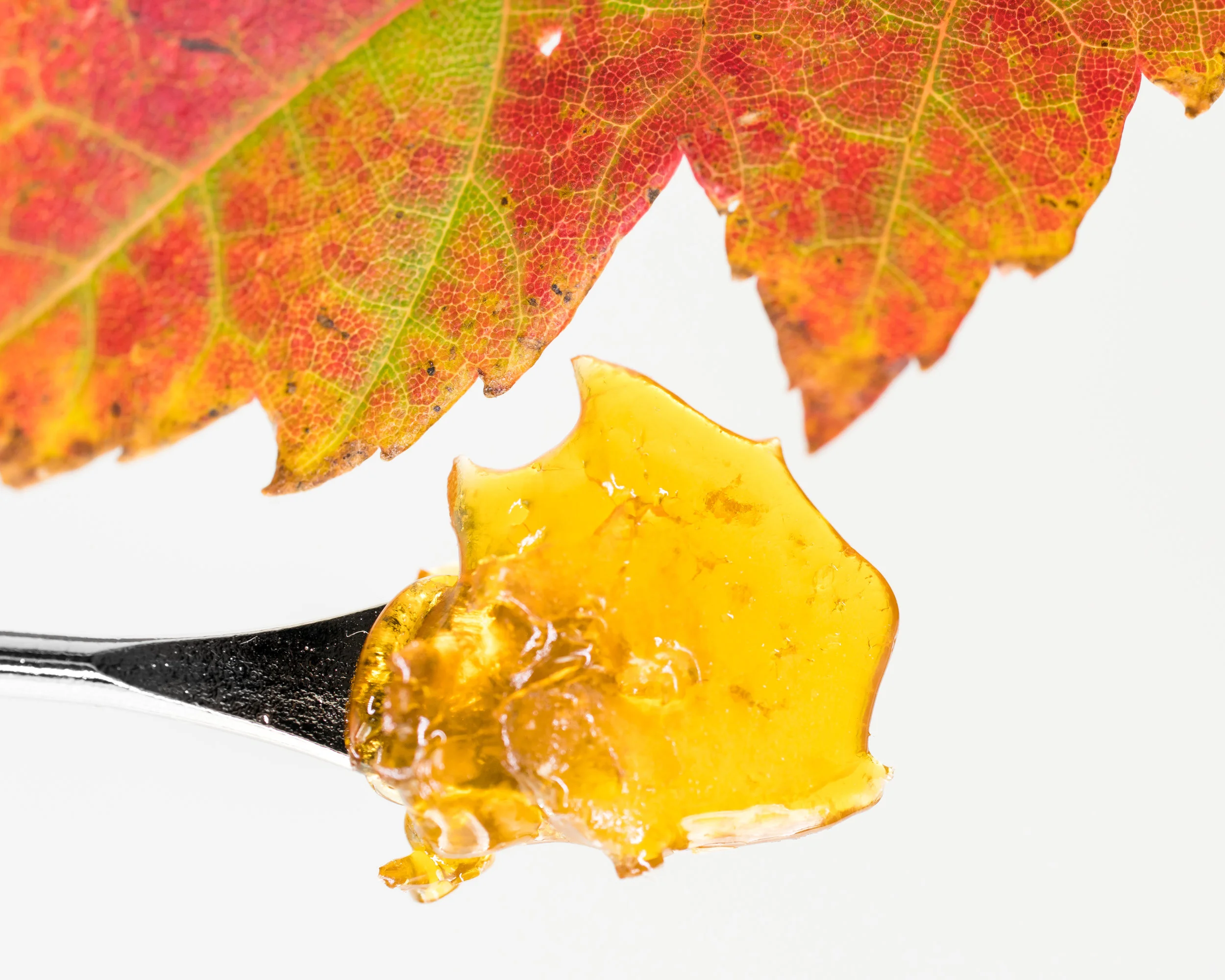 OG Vanilla Shatter plus fall (3 of 1).jpg