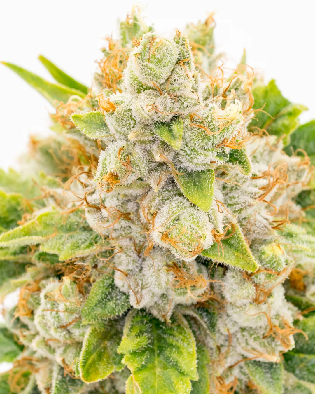Frisco OG-1.jpg