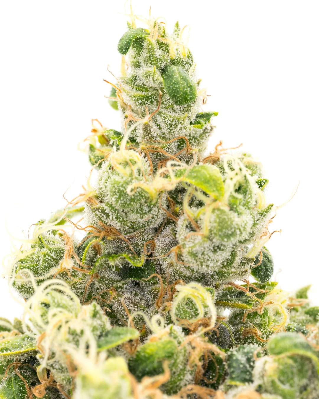 Sour Diesel-1.jpg