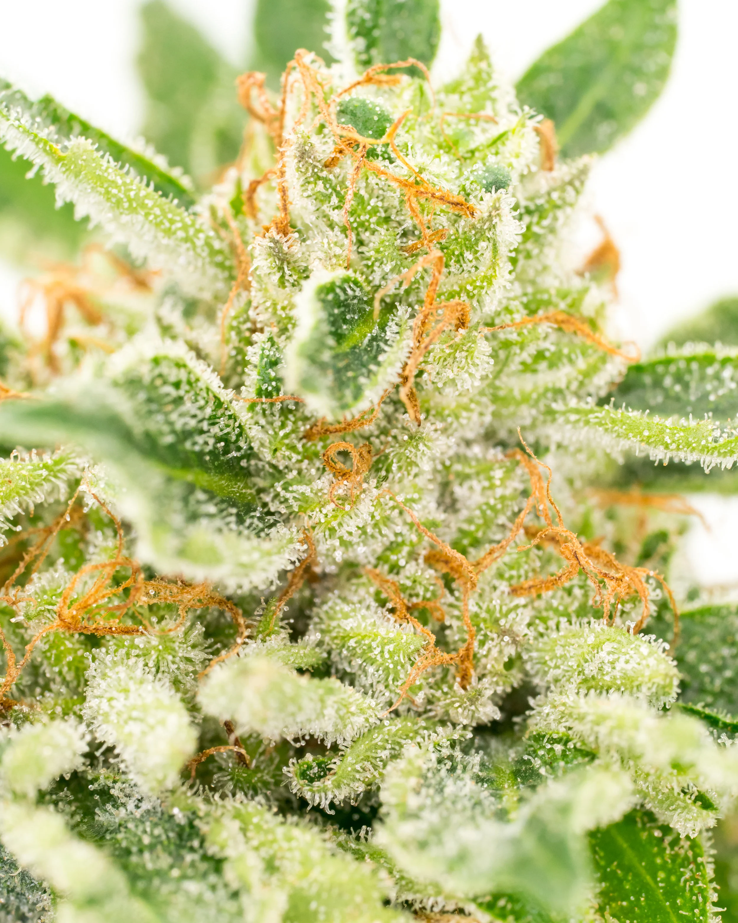 Silver Kush post-1.jpg