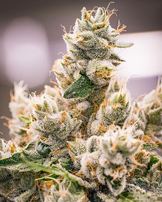 Need high-end grow photography?! Need to refresh your dispensary website? Or build a sale catalog for your concentrate brand?! Need images for your @weedmaps or @leafly pages?! | Contact us for pricing: f.spontelli22@gmail.com | 📸: @frankieboyphotog