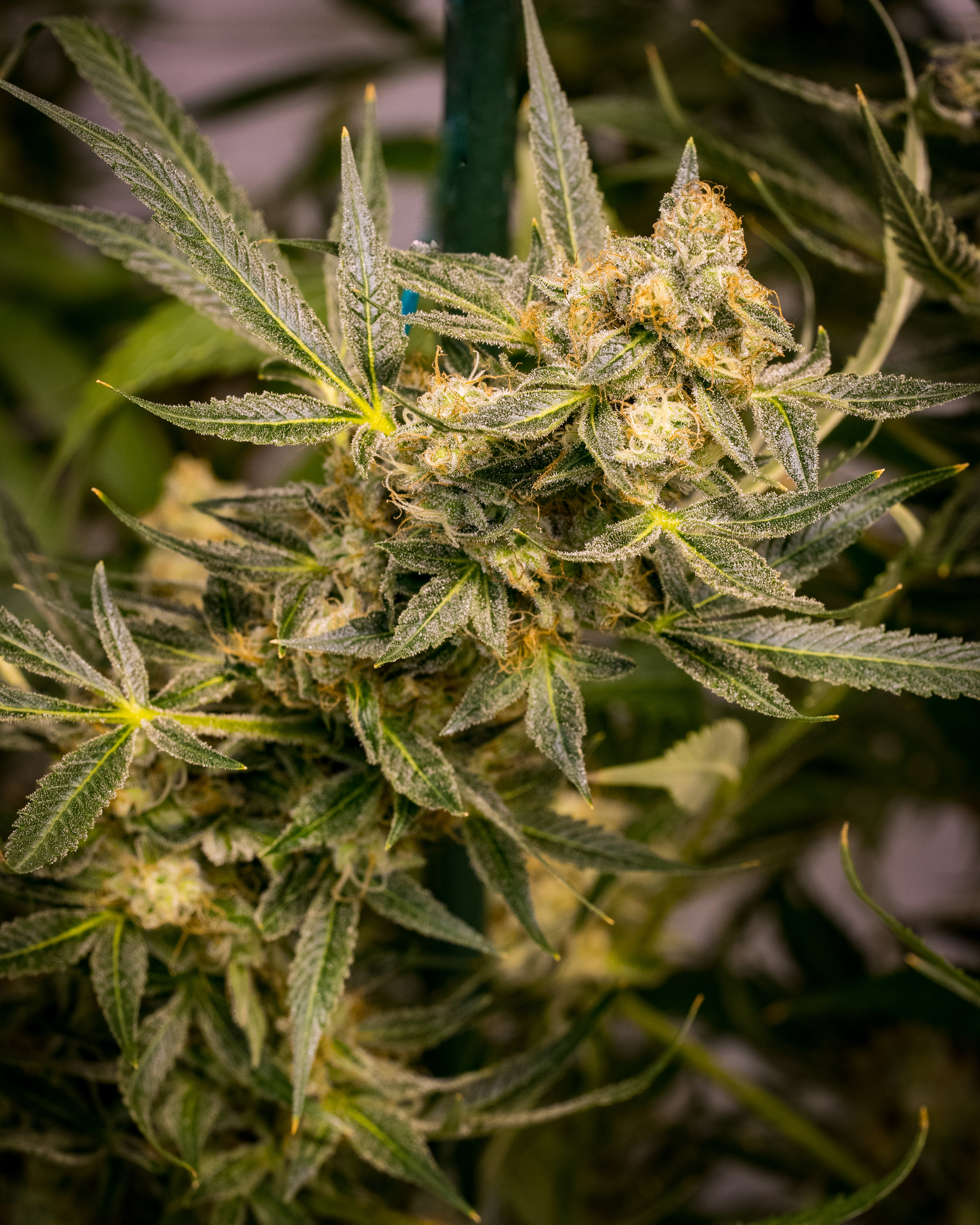 Panacea Sour Tangie-10.jpg