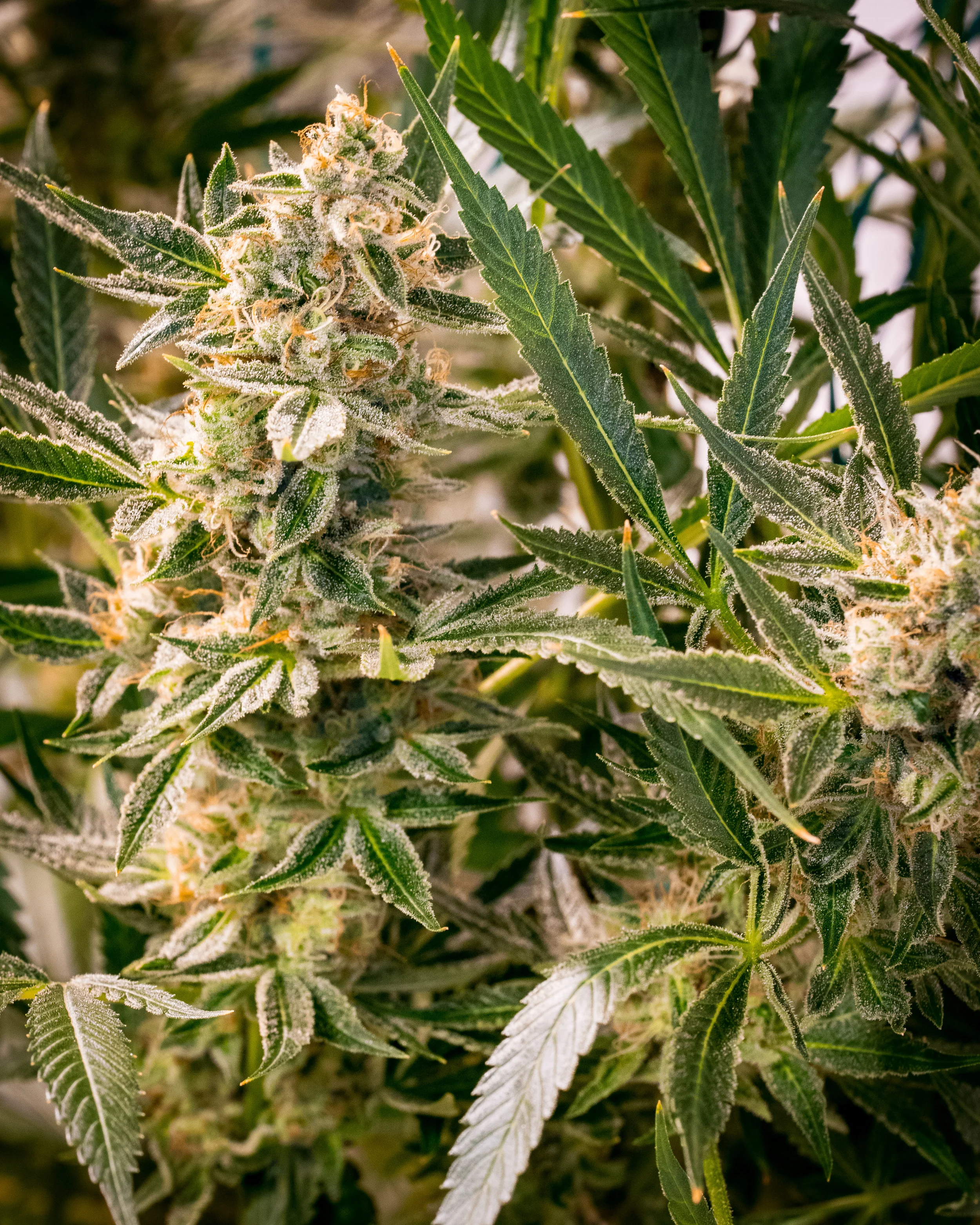 Panacea Sour Tangie-11.jpg
