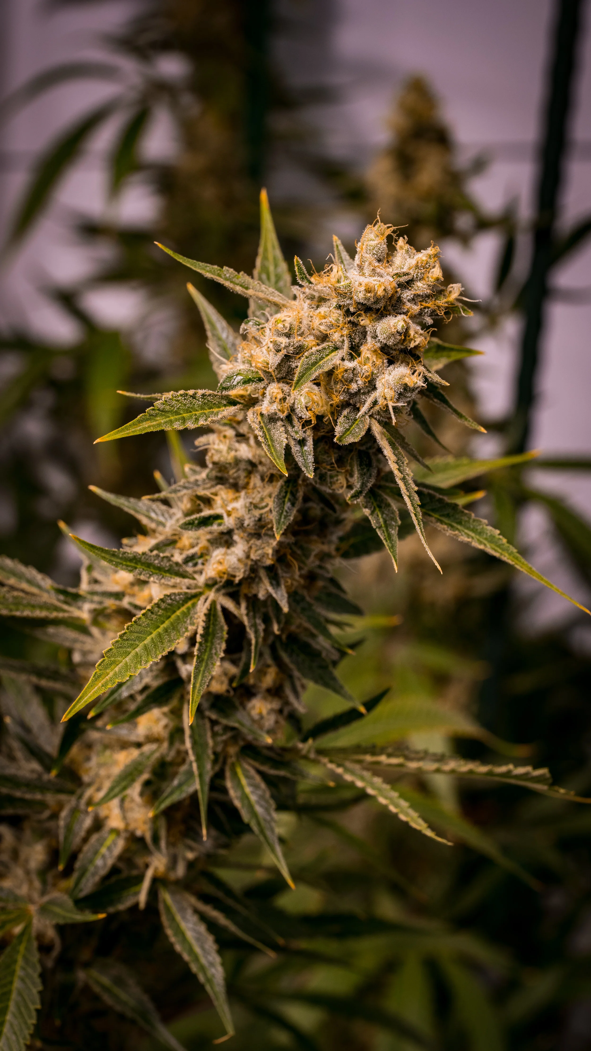 Panacea Sour Tangie-8.jpg