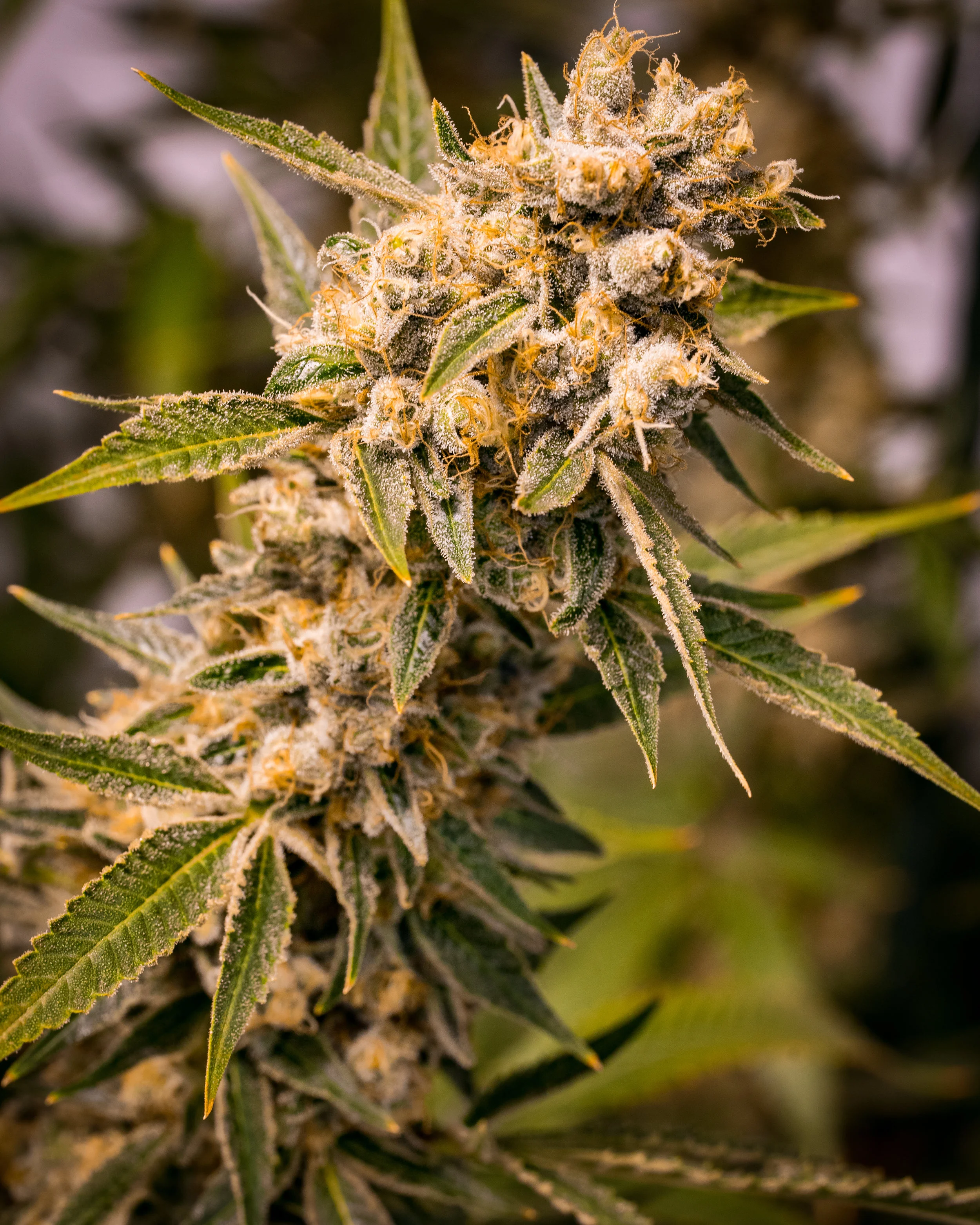 Panacea Sour Tangie-9.jpg