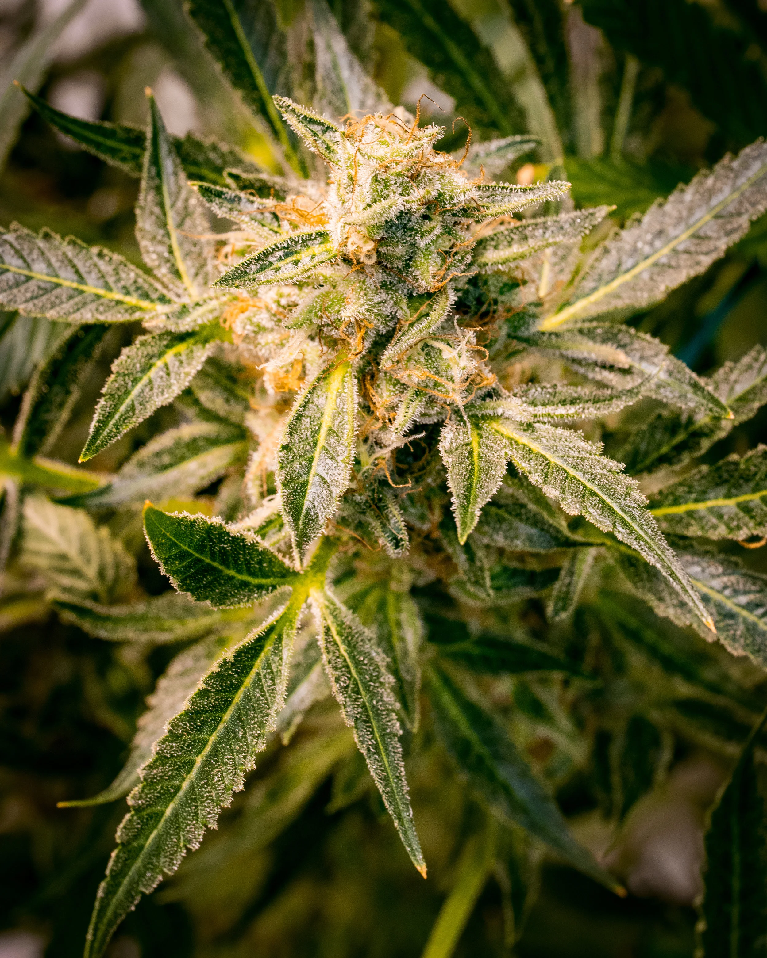 Panacea Sour Tangie-6.jpg