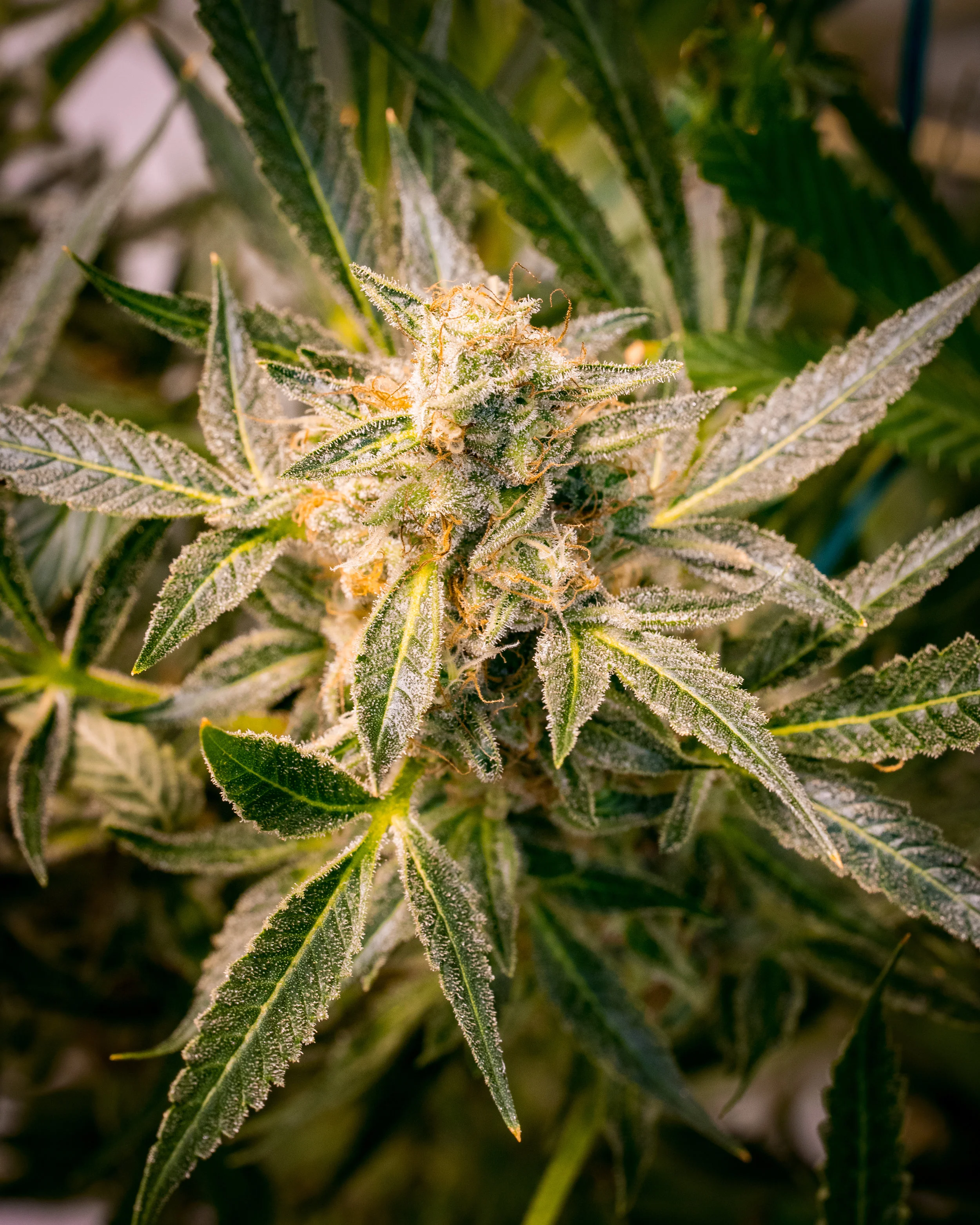 Panacea Sour Tangie-7.jpg