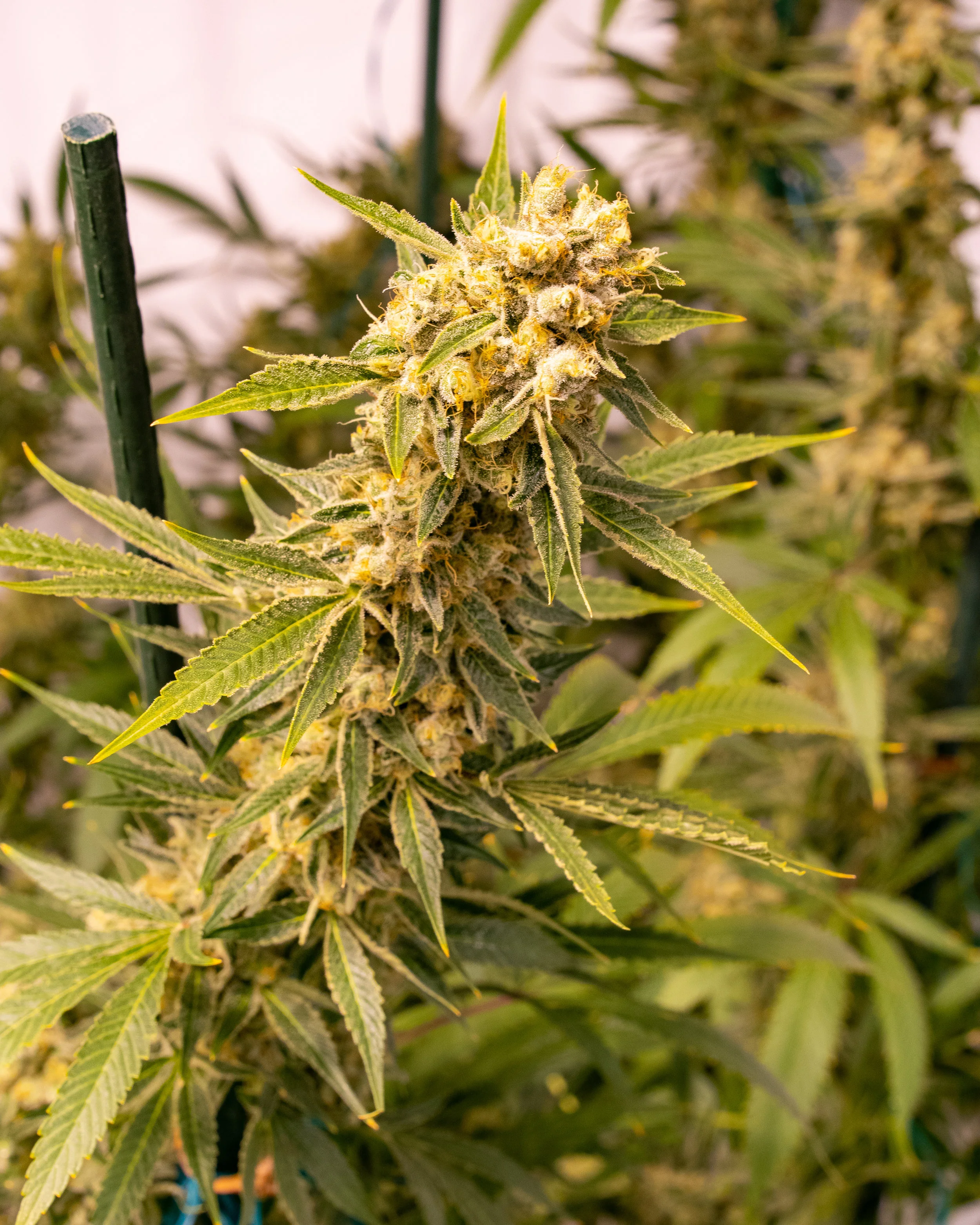 Panacea Sour Tangie-5.jpg