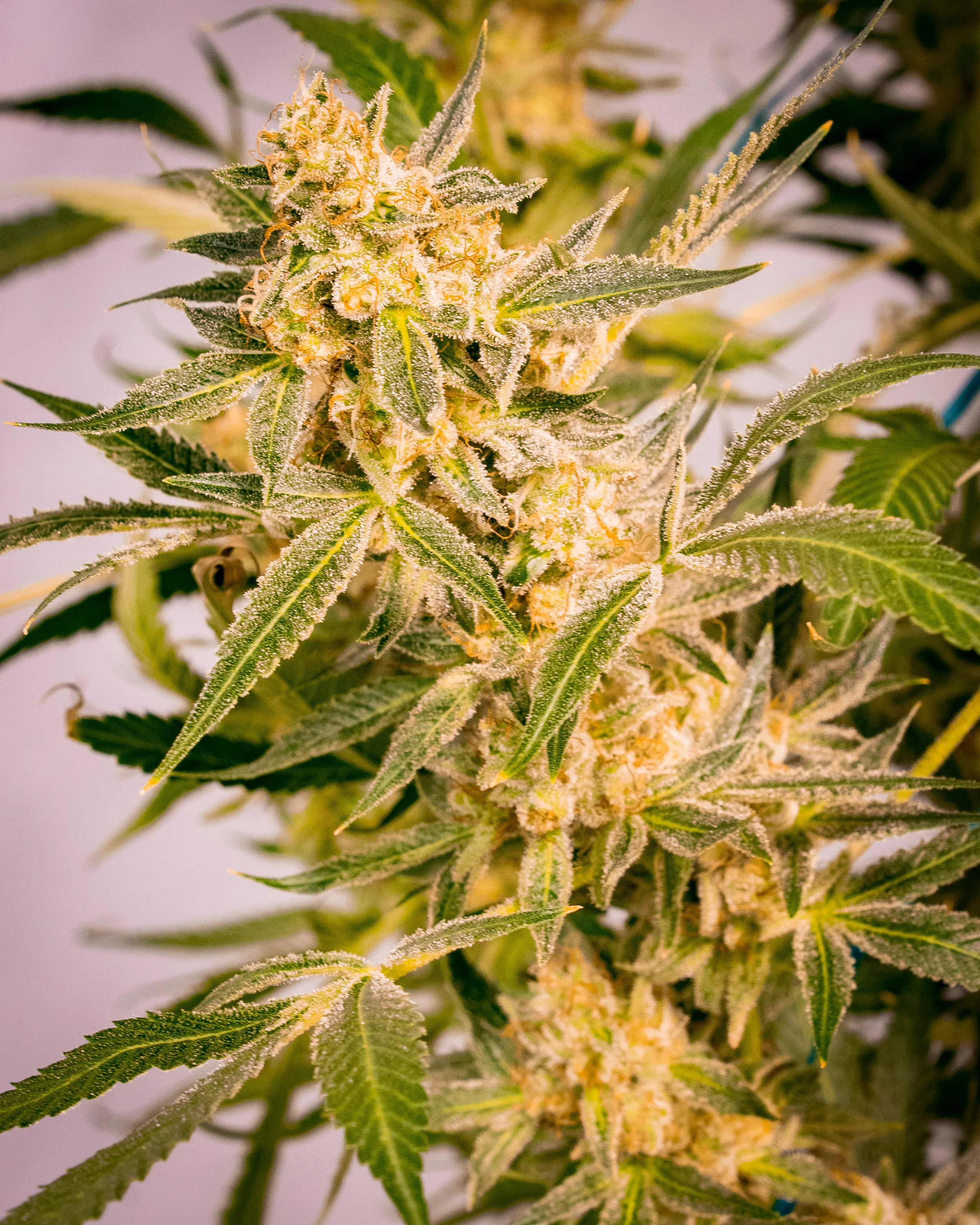 Panacea Sour Tangie-3.jpg