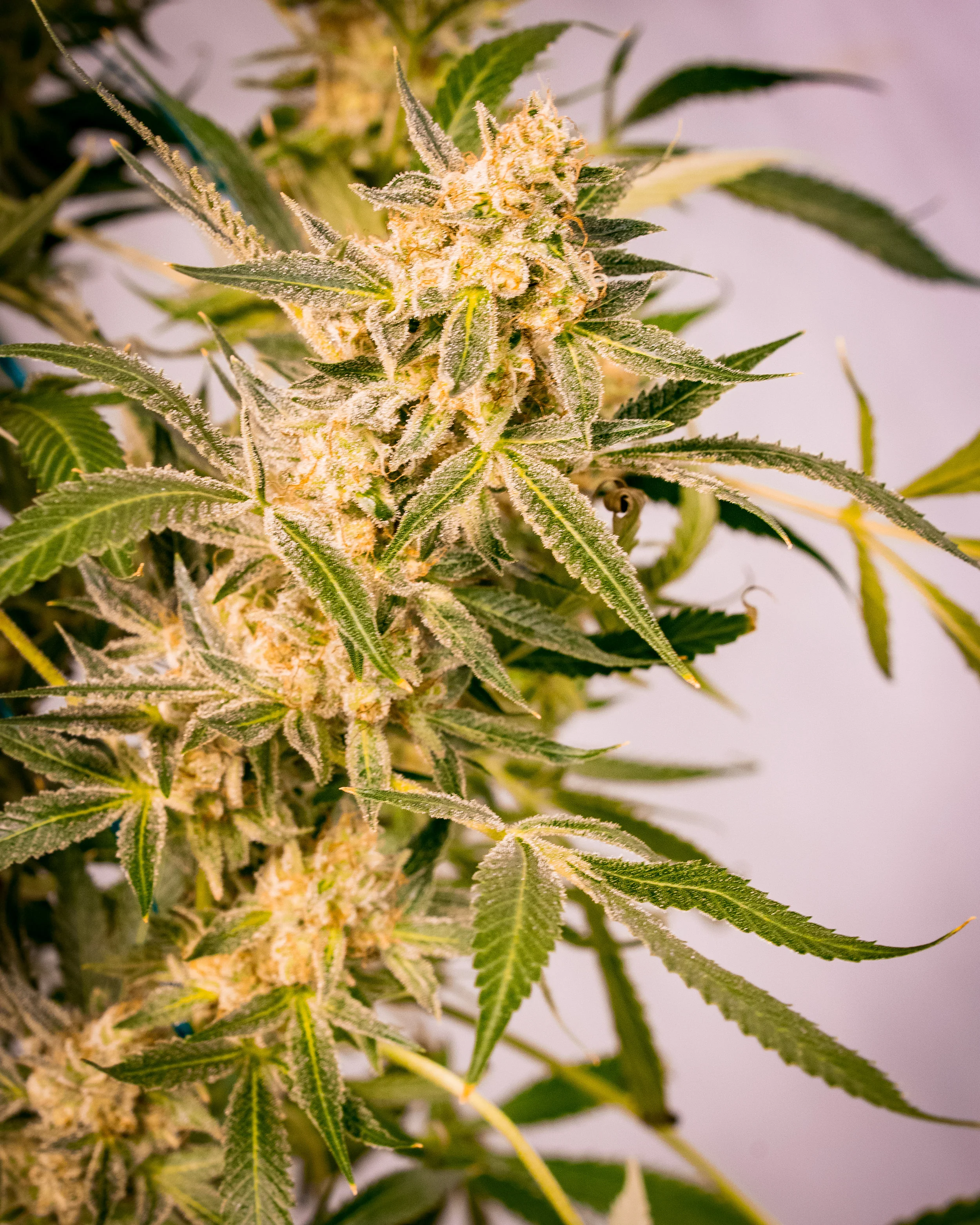 Panacea Sour Tangie-2.jpg