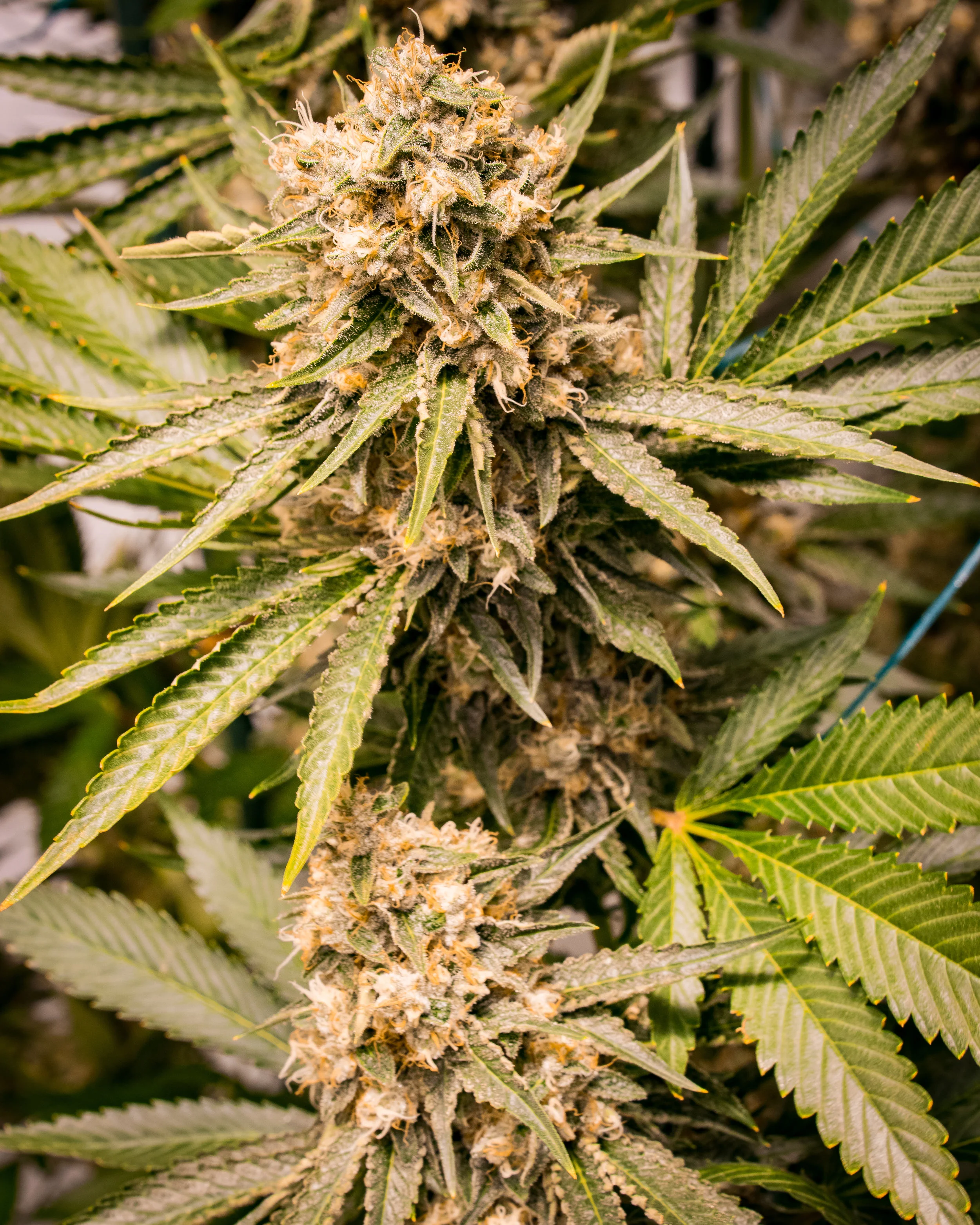 Panacea Silver Kush-5.jpg