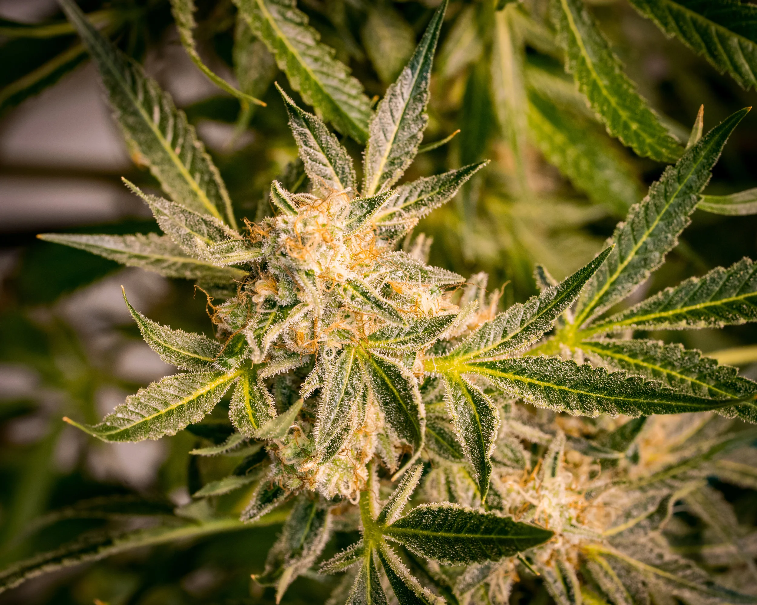 Panacea Sour Tangie-1.jpg