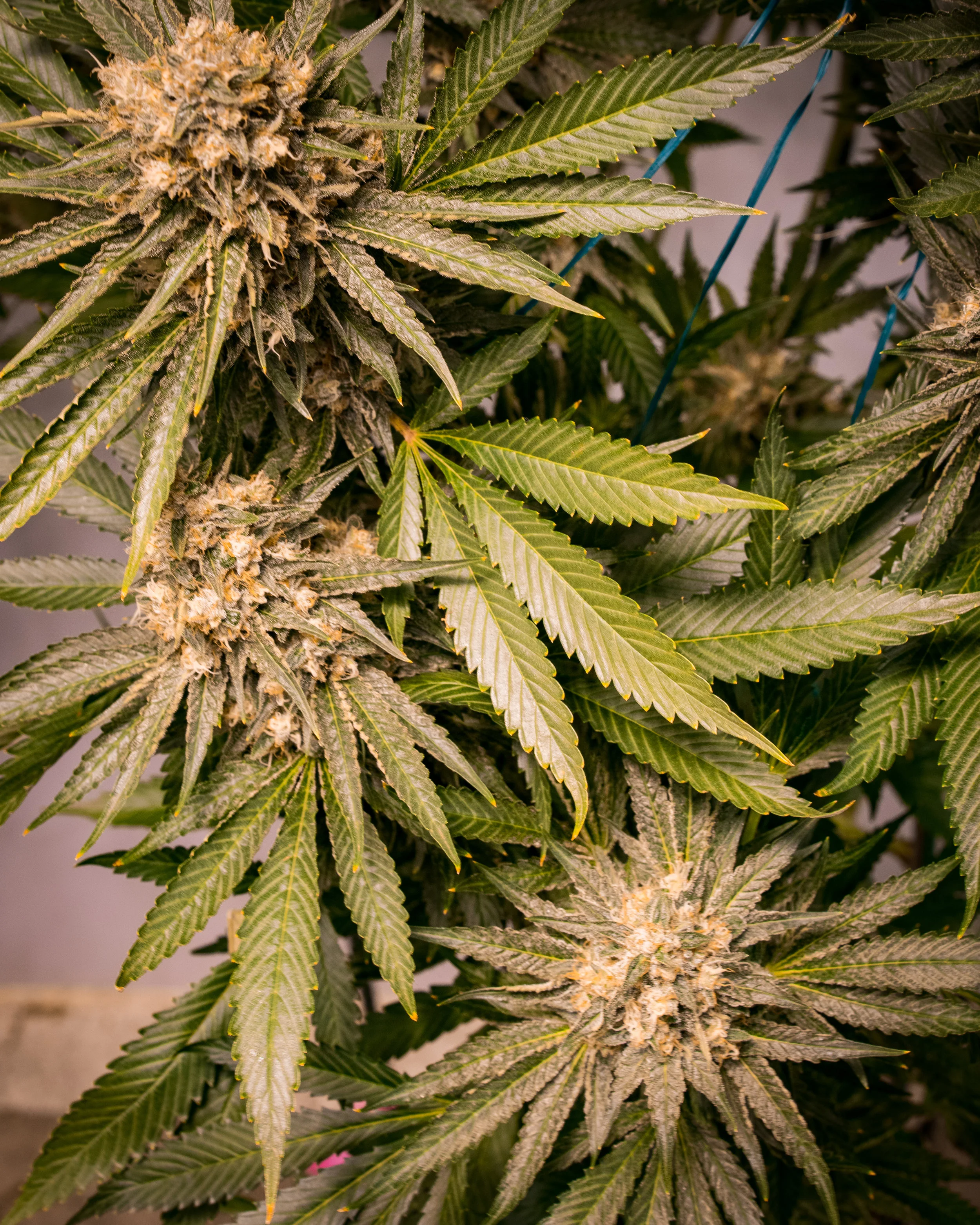 Panacea Silver Kush-4.jpg