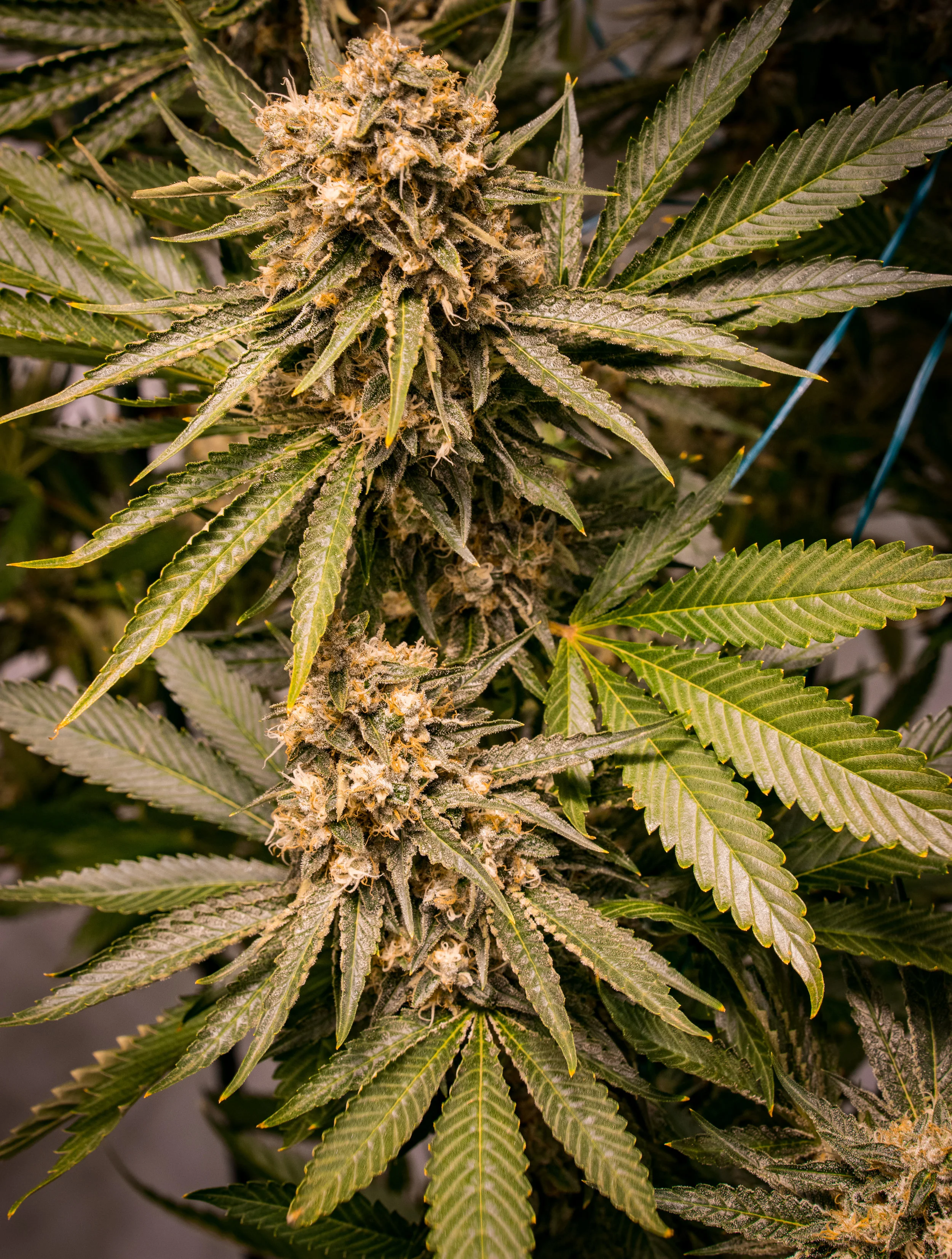Panacea Silver Kush-3.jpg