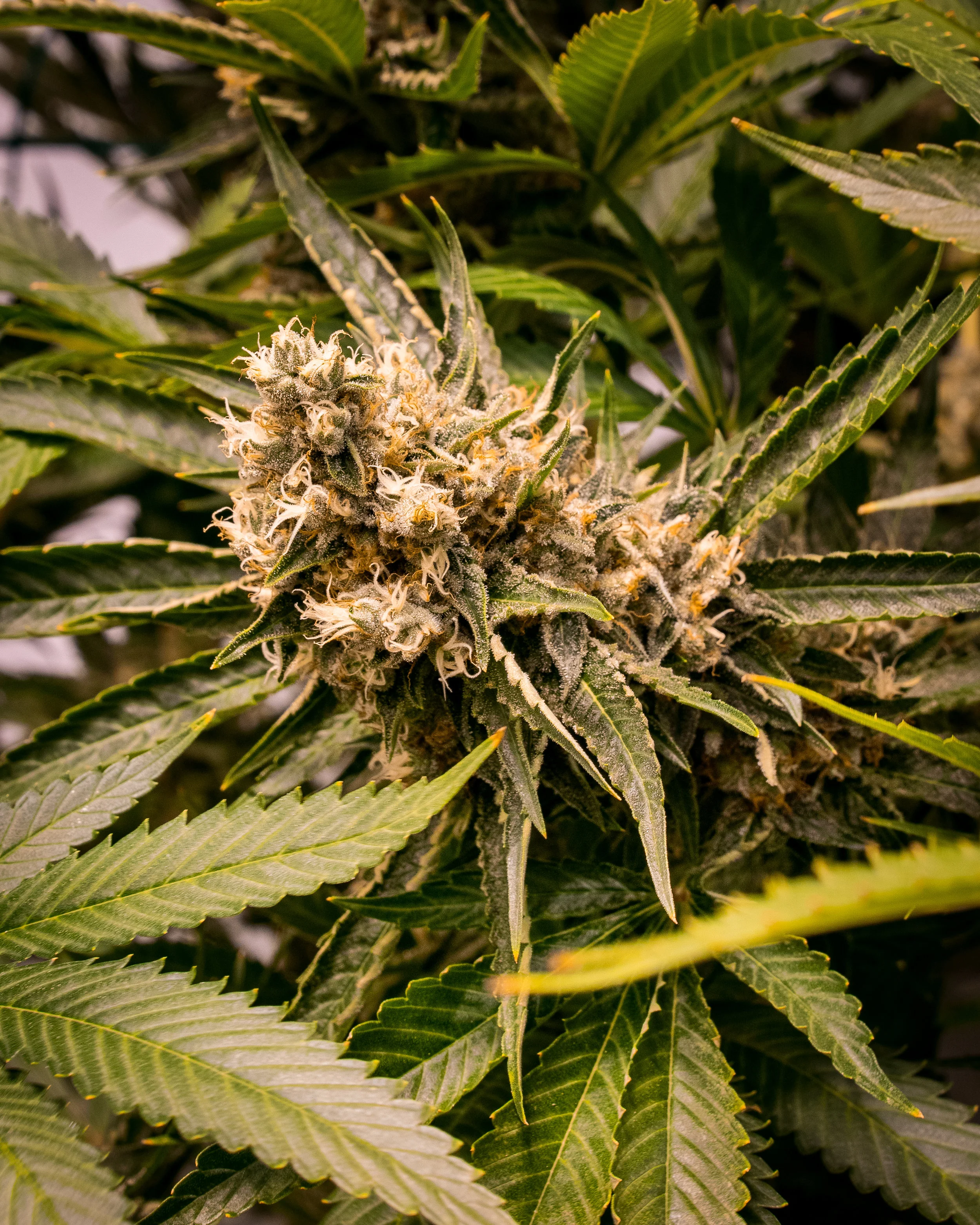 Panacea Silver Kush-2.jpg