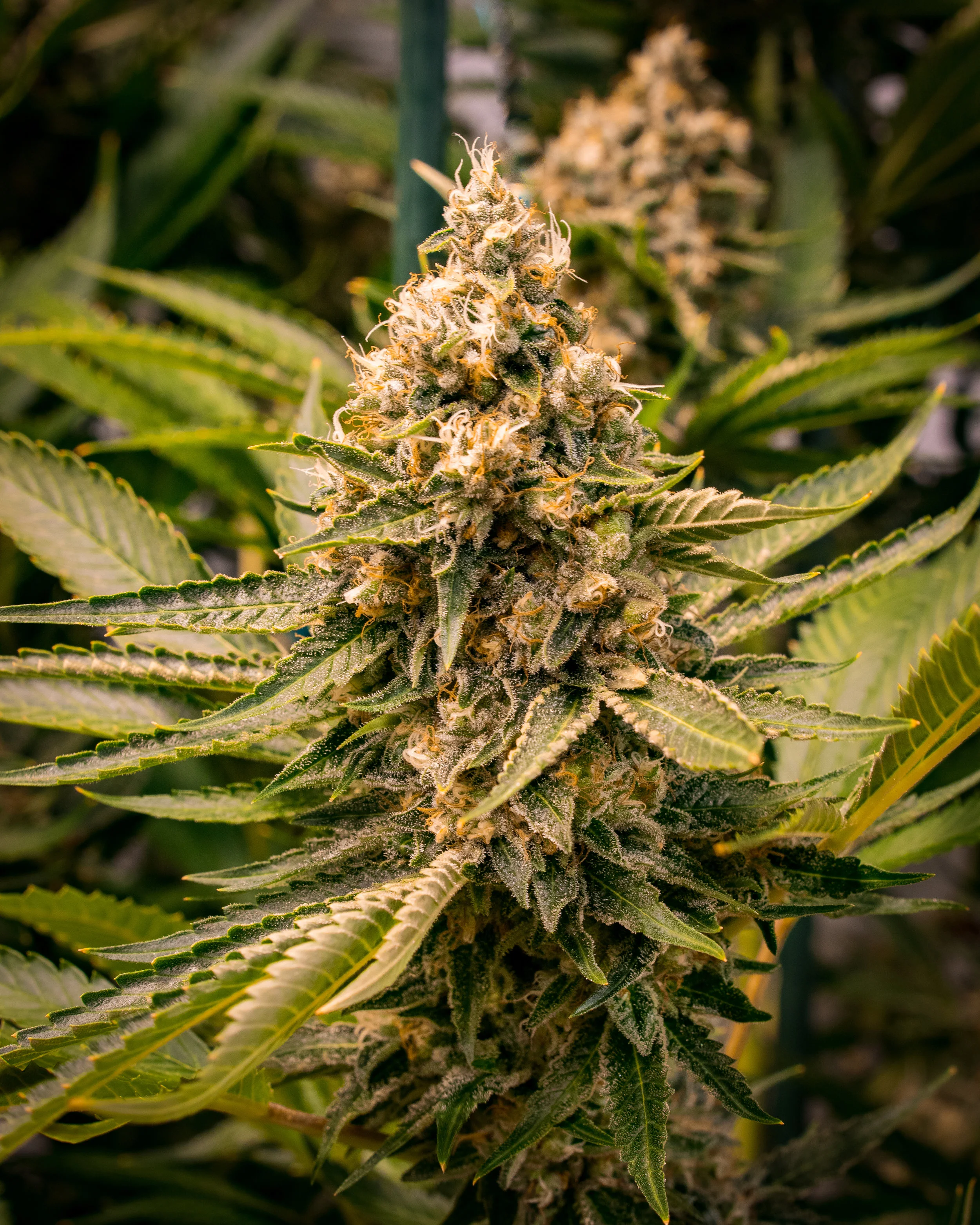 Panacea Silver Kush-1.jpg