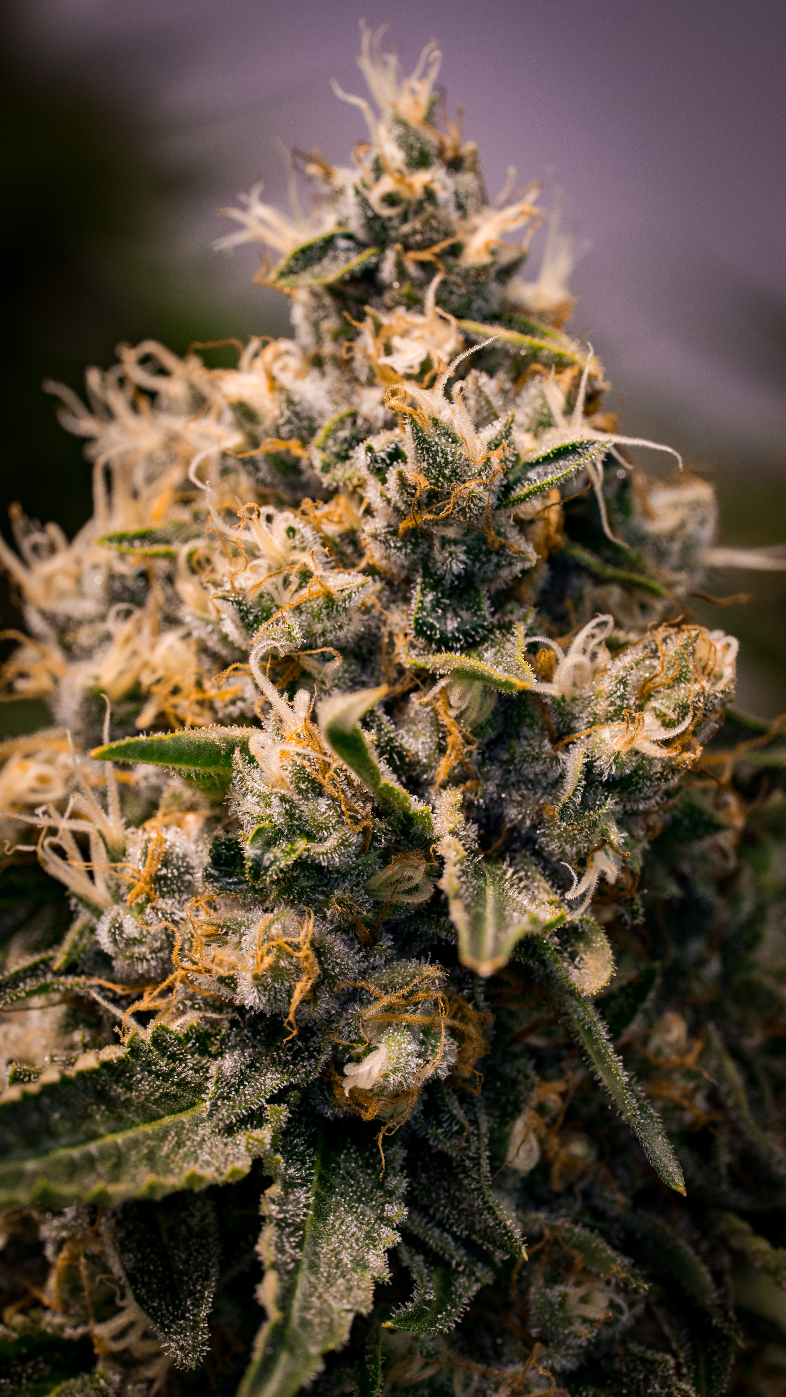 Panacea Silver Kush-12.jpg