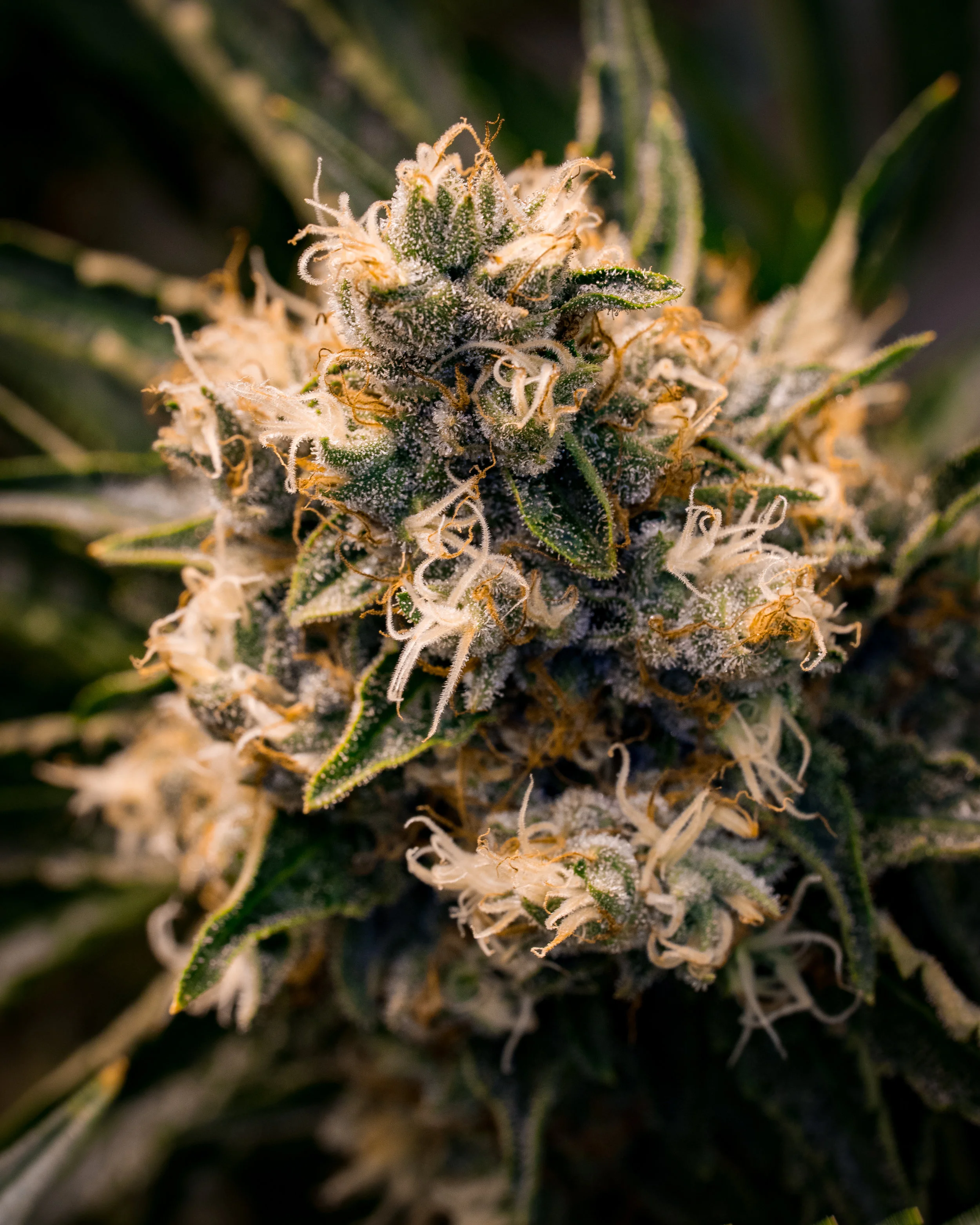 Panacea Silver Kush-11.jpg