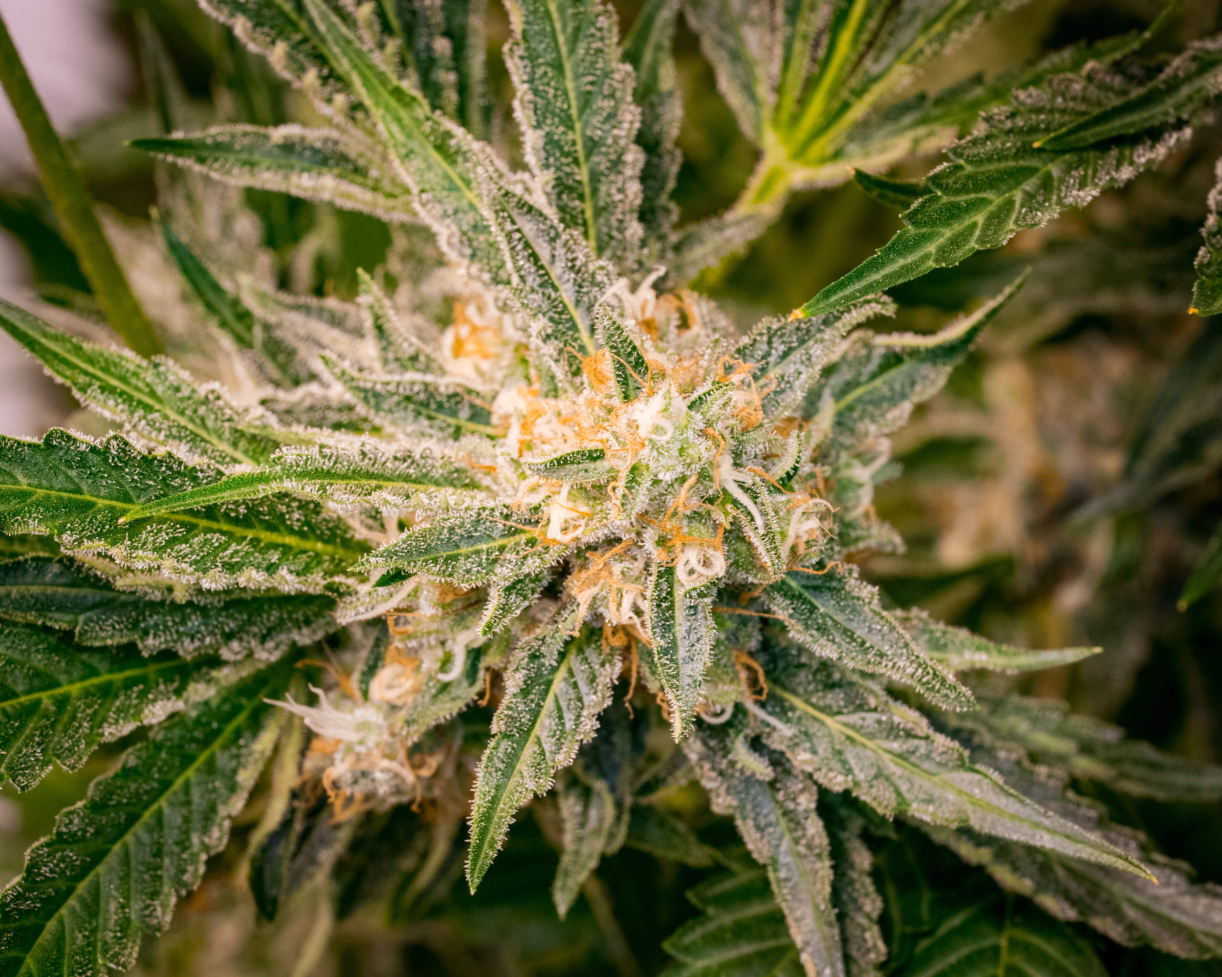 Panacea Silver Kush-9.jpg