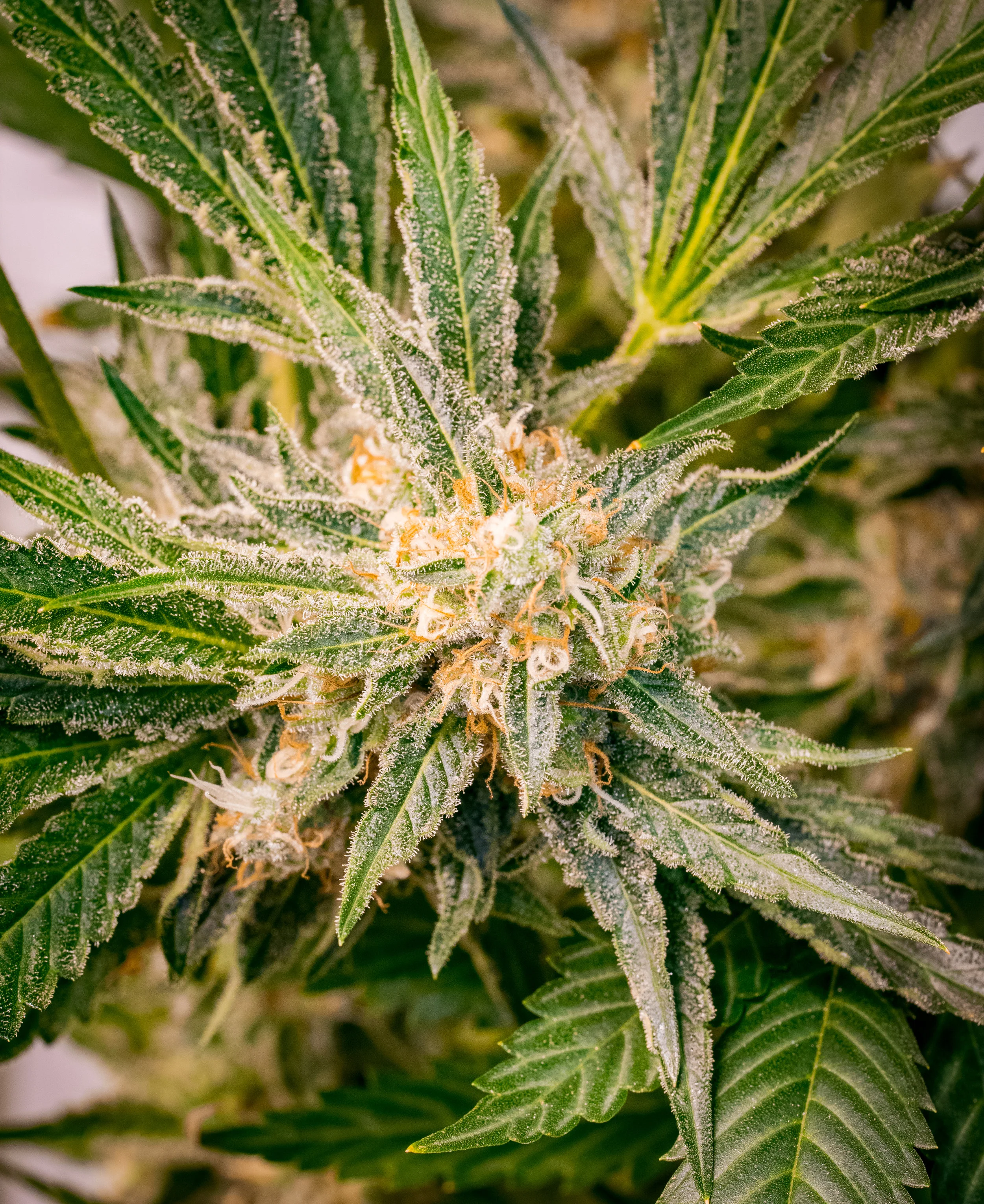 Panacea Silver Kush-10.jpg