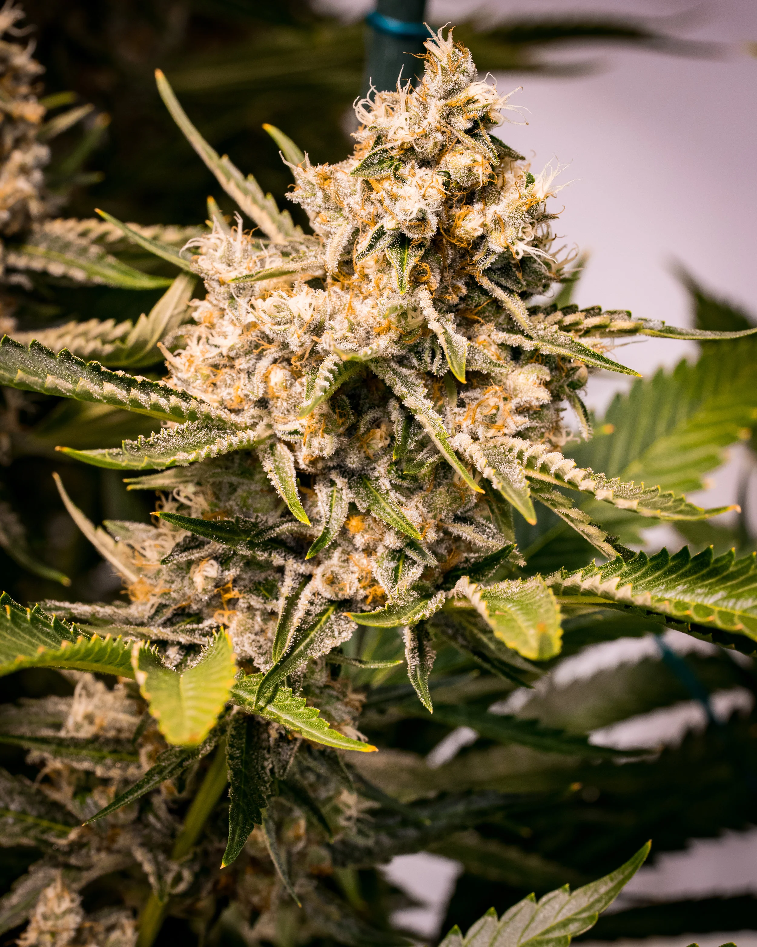 Panacea Silver Kush-7.jpg