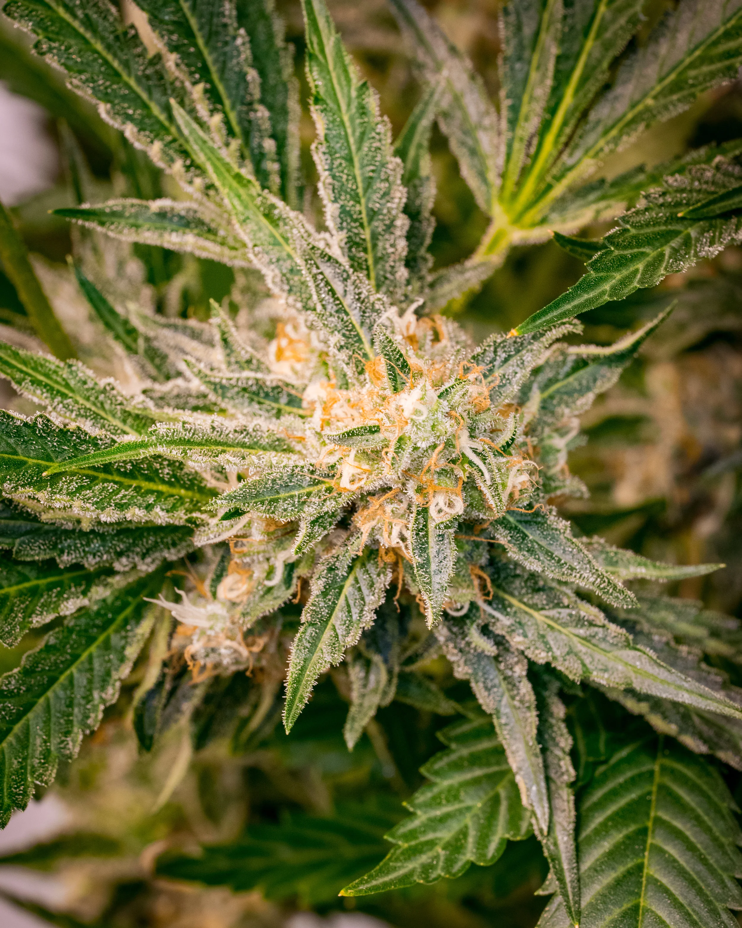 Panacea Silver Kush-8.jpg