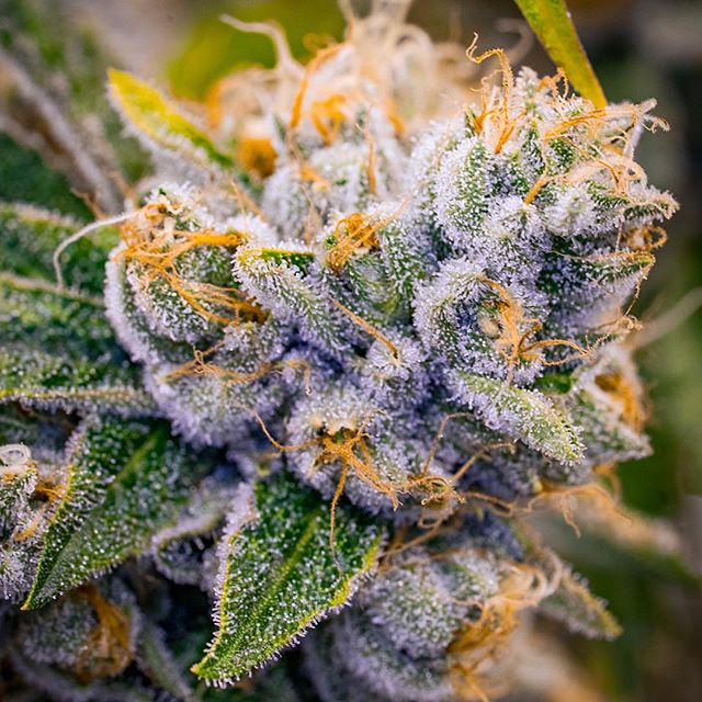 Beautiful buds by @good_meds_co #goodmedsco #goodmedsornomeds | do you need high end cannabis photography for your dispensary, grow, cultivation facility or emerging concentrate brand? Contact us today for more information. #cannabisphotography #cann