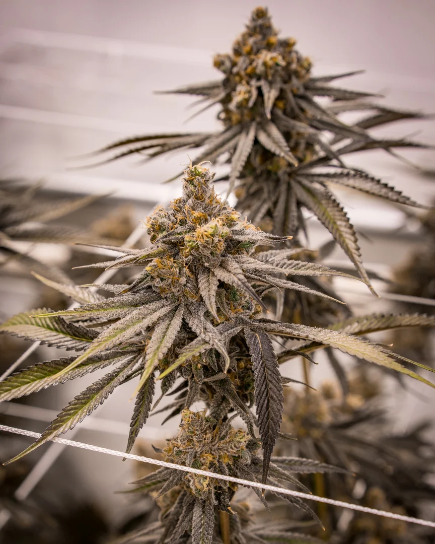 Good Meds Purple Trainwreck-1.jpg