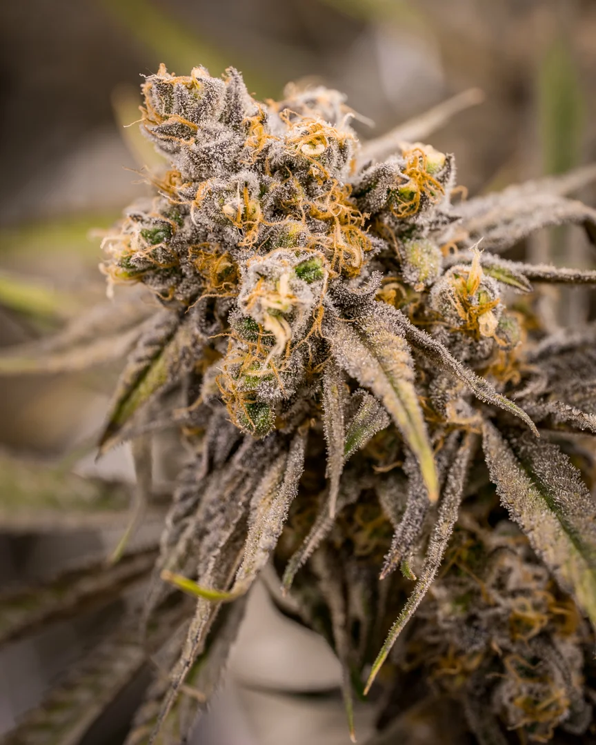 Good Meds Purple Trainwreck-2.jpg