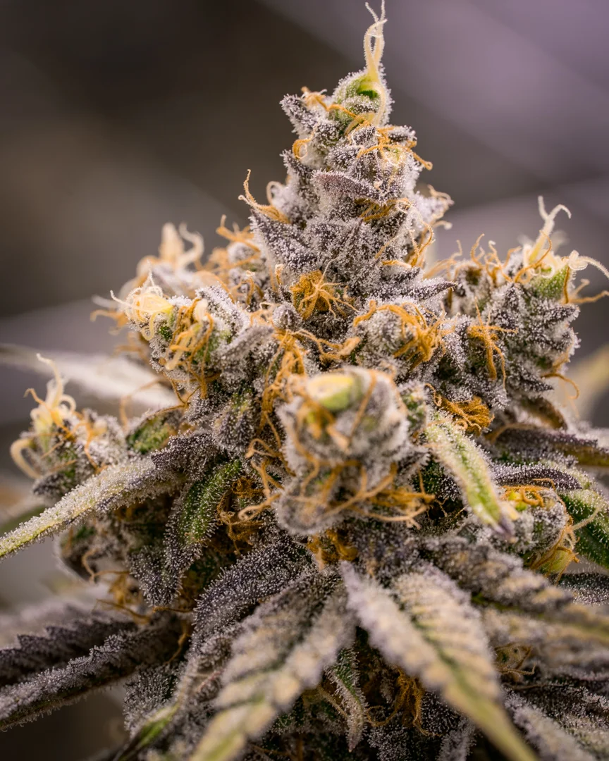 Good Meds Purple Trainwreck-3.jpg
