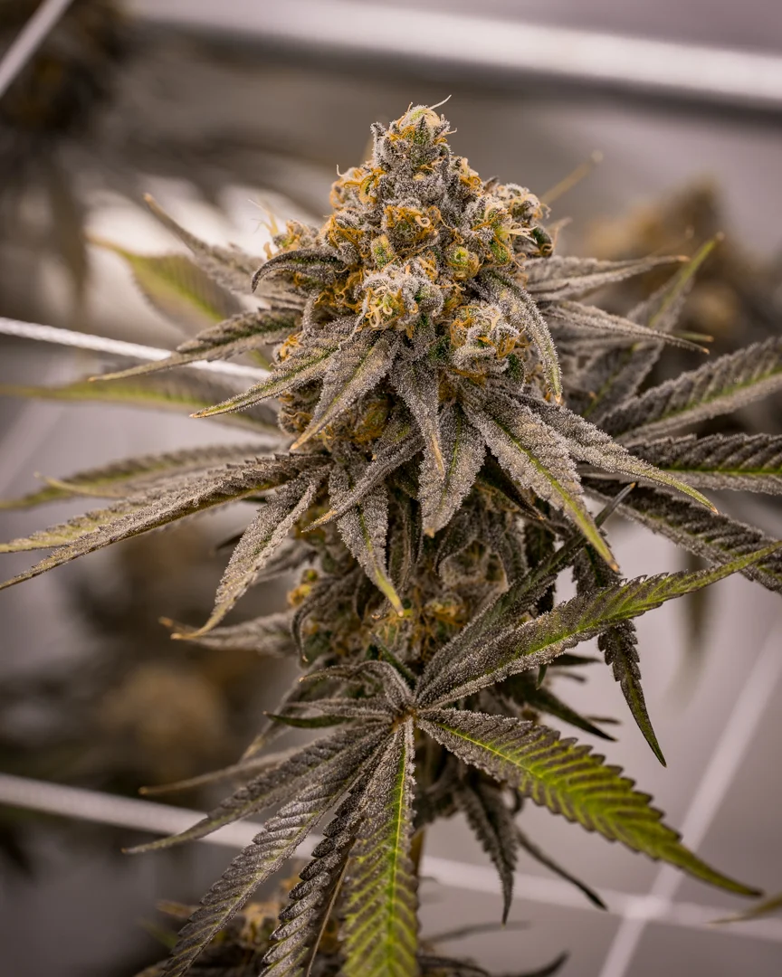 Good Meds Purple Trainwreck-4.jpg