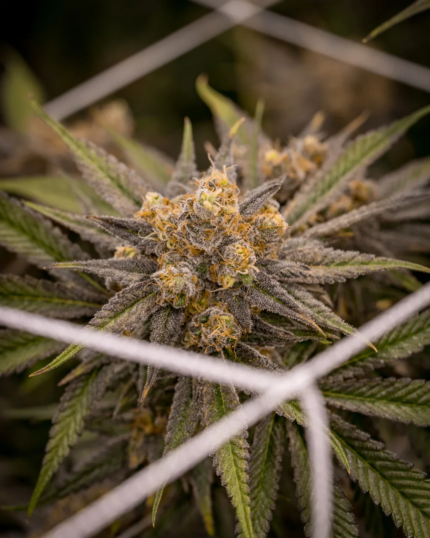 Good Meds Purple Trainwreck-5.jpg