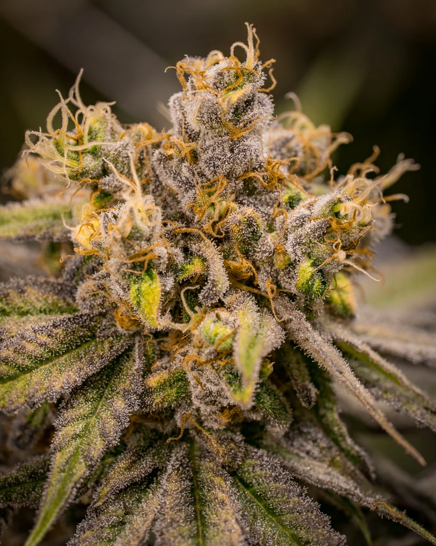 Good Meds Purple Trainwreck-6.jpg