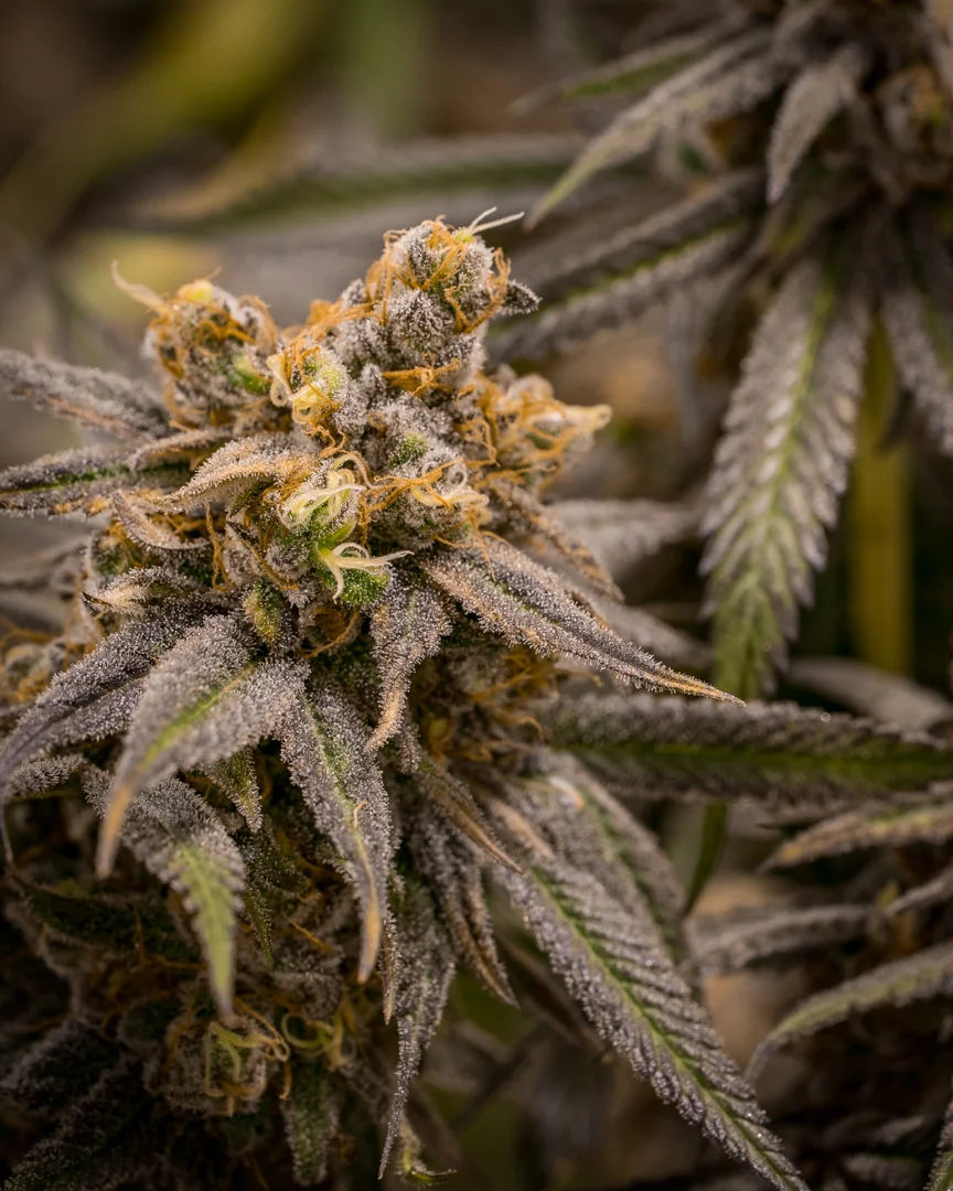 Good Meds Purple Trainwreck-7.jpg