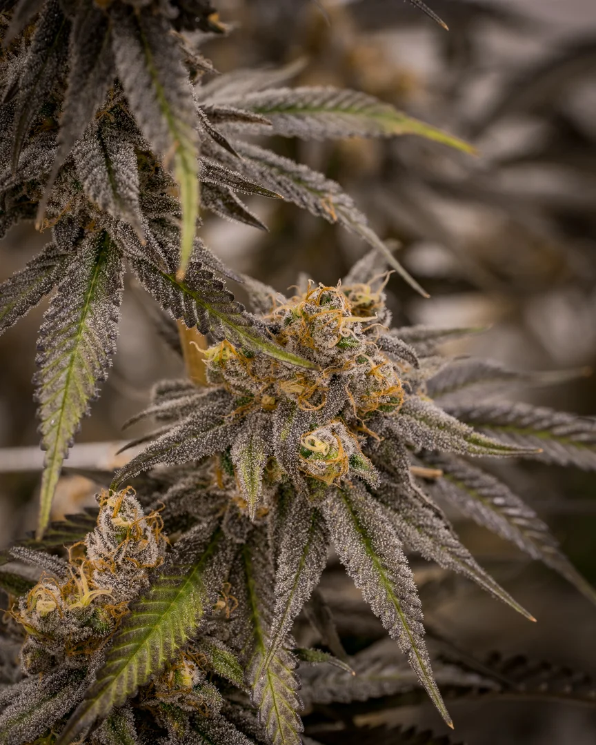 Good Meds Purple Trainwreck-8.jpg