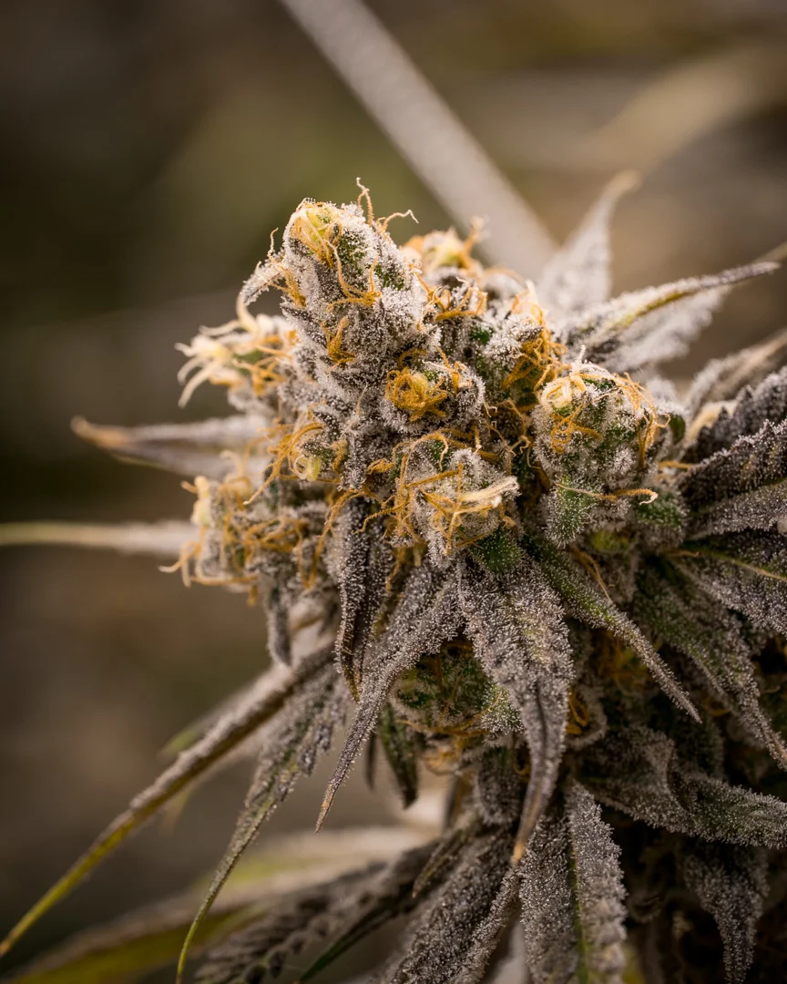 Good Meds Purple Trainwreck-9.jpg
