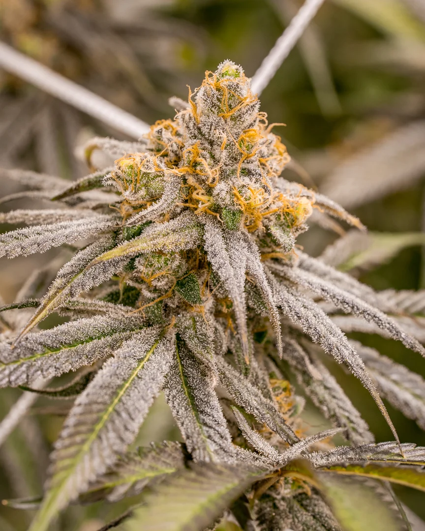 Good Meds Purple Trainwreck-10.jpg