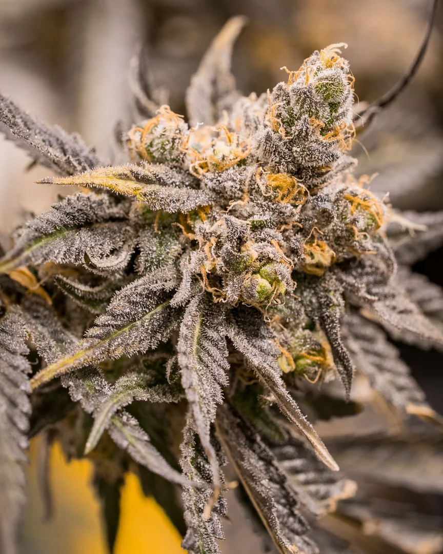 Good Meds Purple Trainwreck-11.jpg