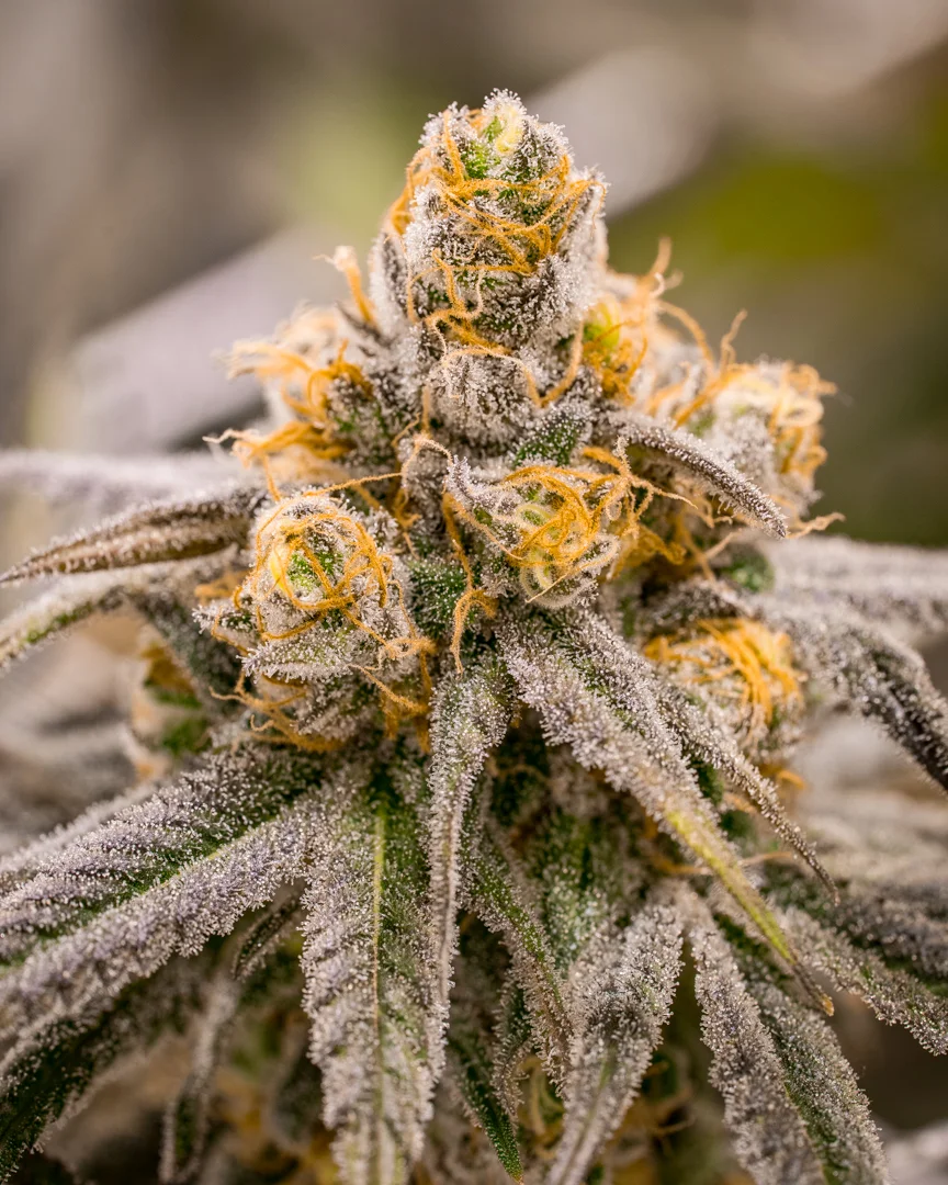 Good Meds Purple Trainwreck-12.jpg