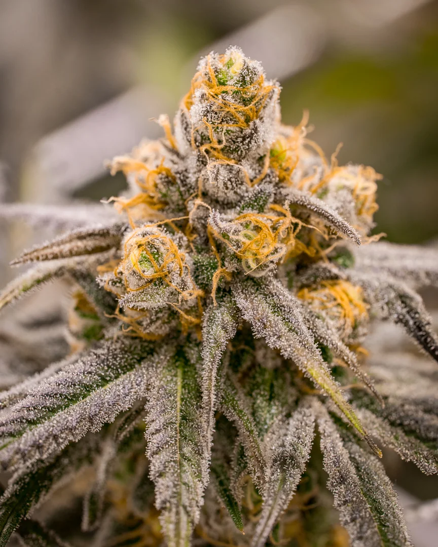 Good Meds Purple Trainwreck-13.jpg
