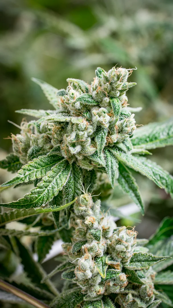 Good Meds Legend OG-2.jpg
