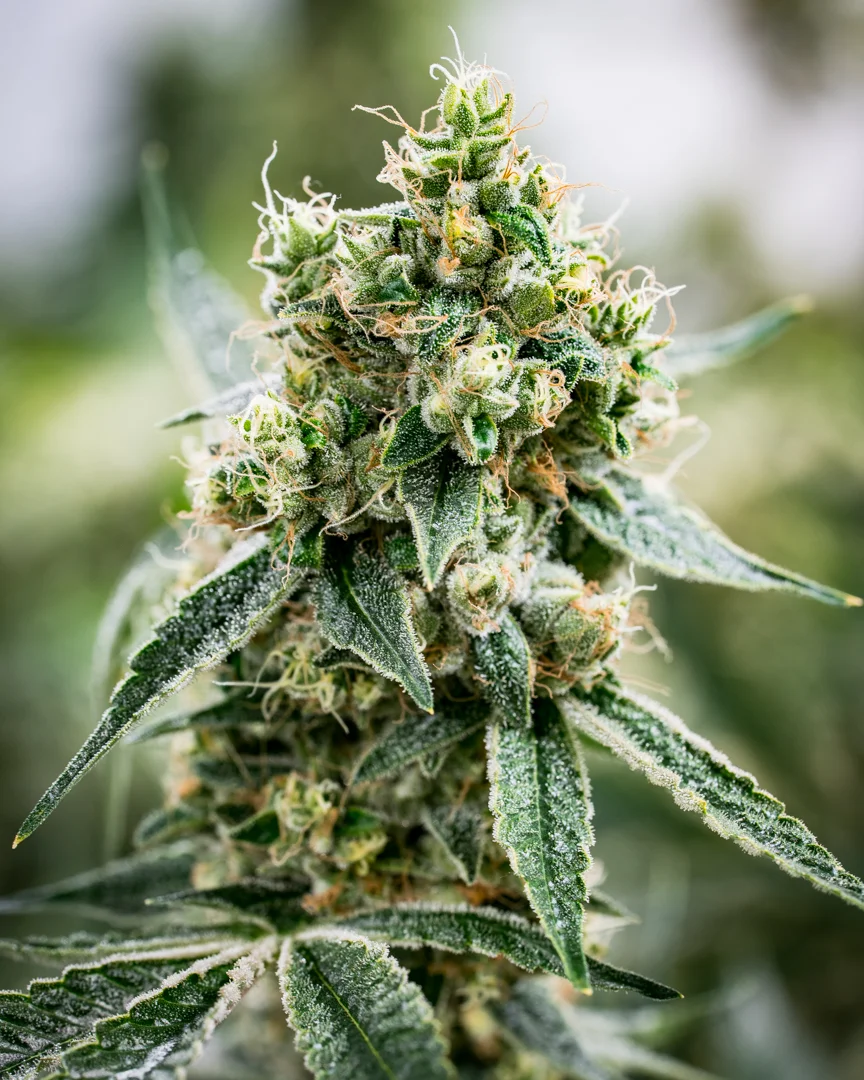 Good Meds Legend OG-1.jpg