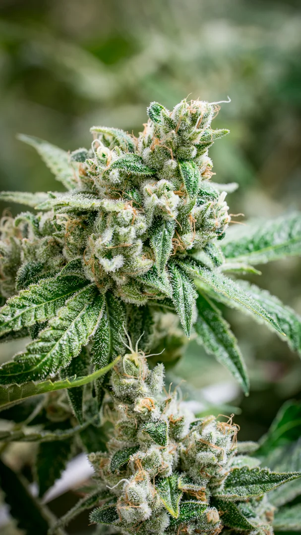 Good Meds Legend OG-3.jpg