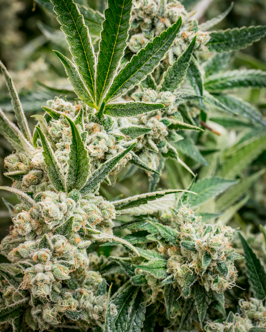Good Meds Legend OG-13.jpg