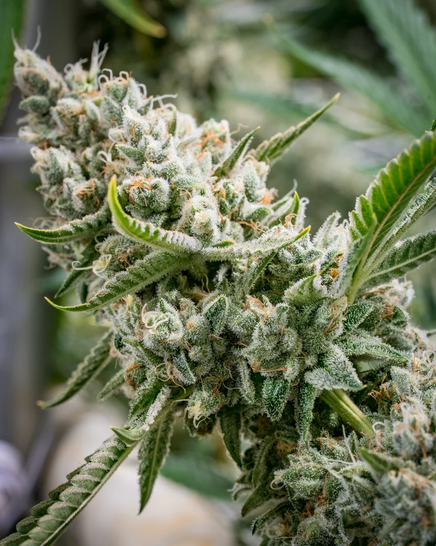Good Meds Legend OG-17.jpg