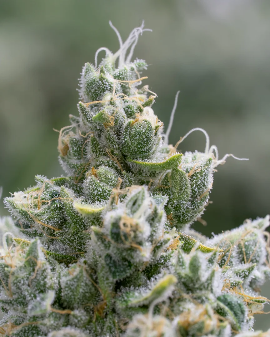 Good Meds Legend OG-20.jpg