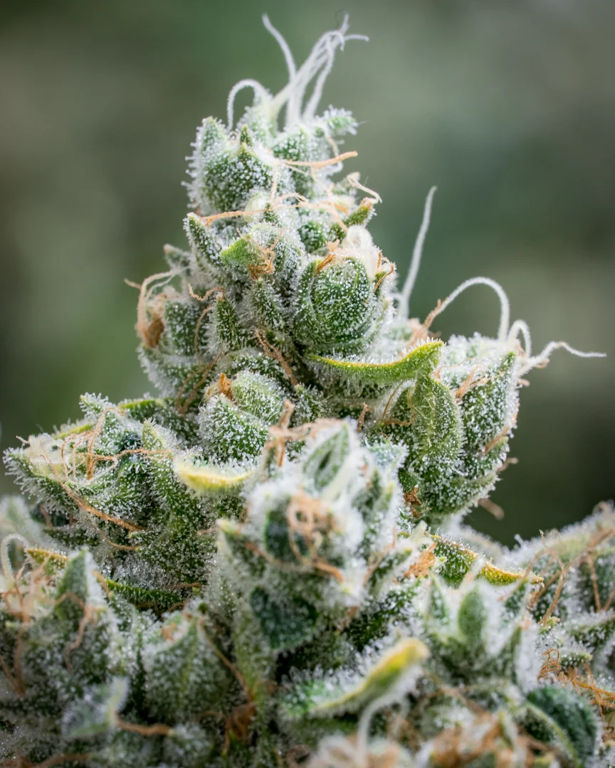 Good Meds Legend OG-21.jpg