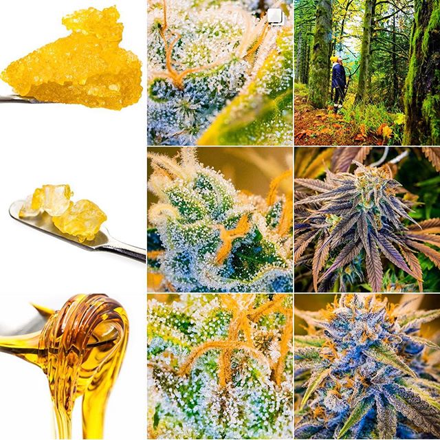 Need fresh content for your #dispensary ?? Seed company ?? Or cannabis extract brand ?? Also we help CBD/Hemp/Vape/Merchandise brands create fresh, brand forward imagery for use on social media, websites, e-commerce and more.  Contact us today!! #420