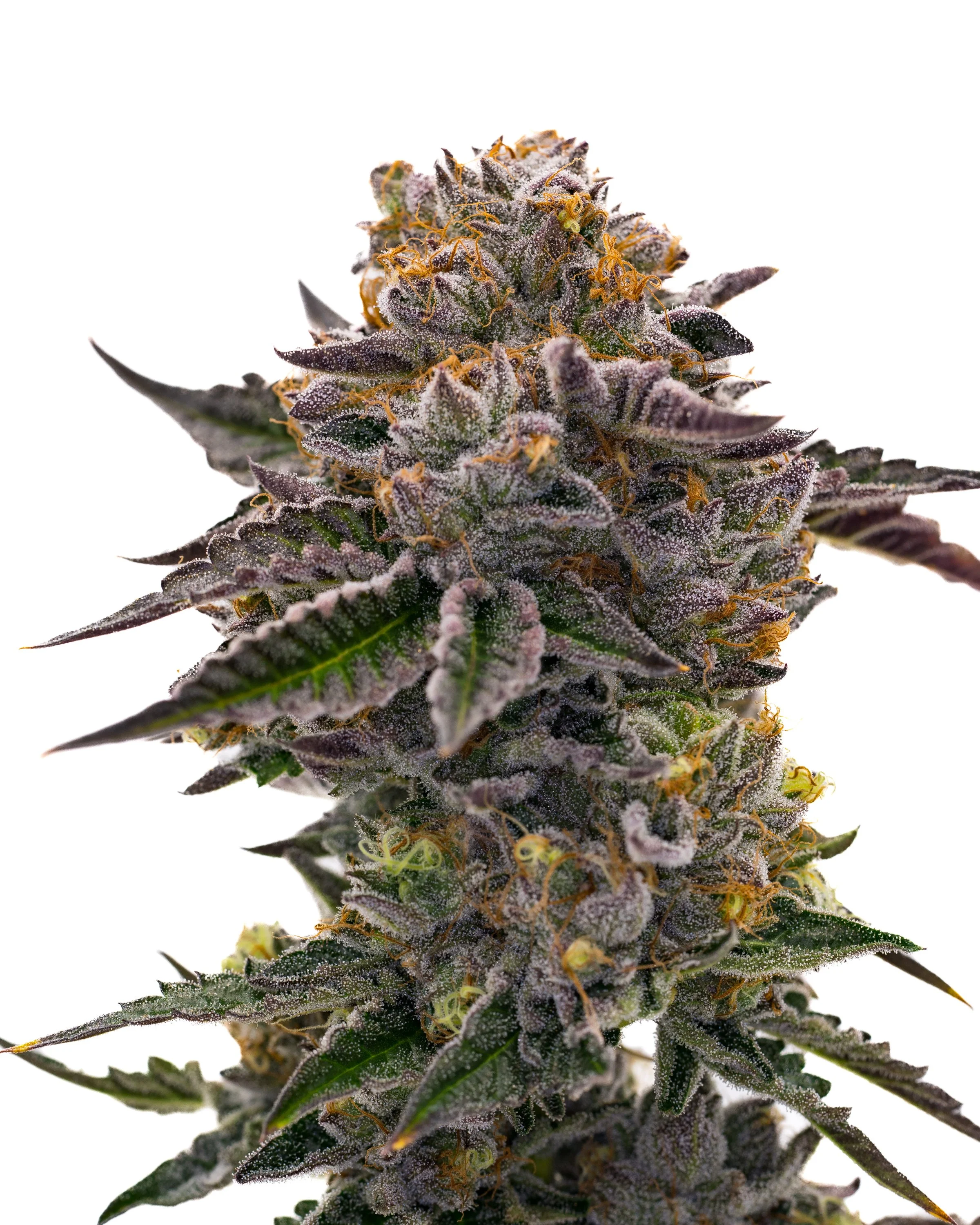 Gelato Cake Schwazze Fresh Kola finals (2 of 2).jpg