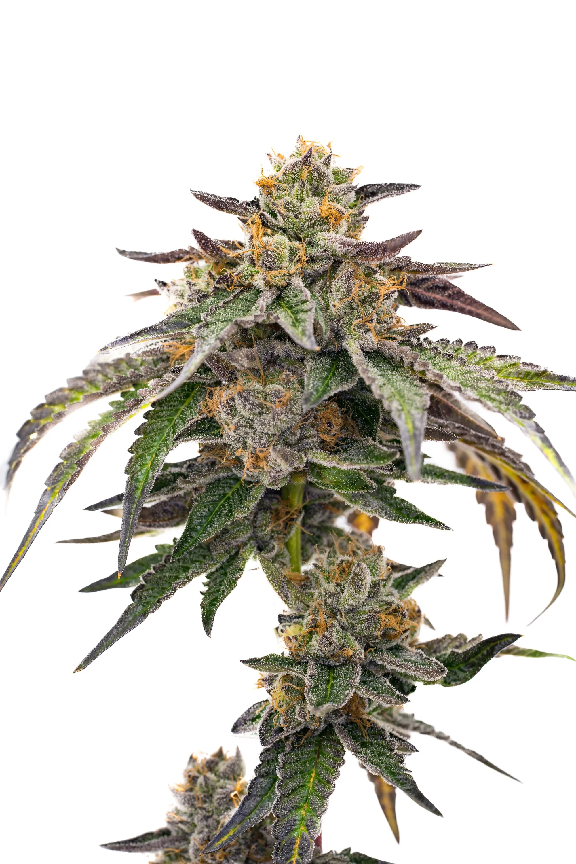 Pyxy Styx Schwazze Fresh Kola finals (2 of 1).jpg